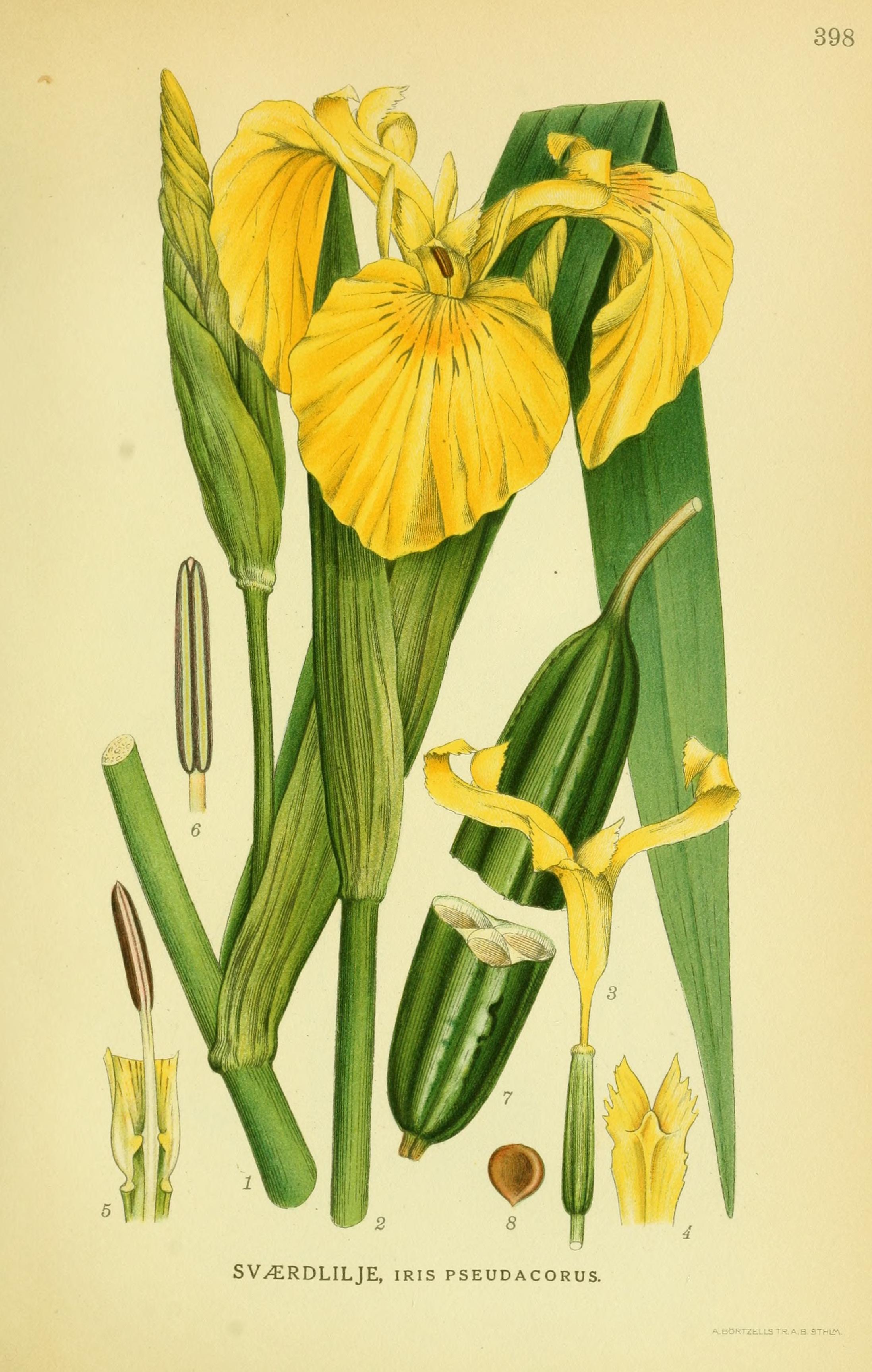 Botanical Illustration of Flag plant