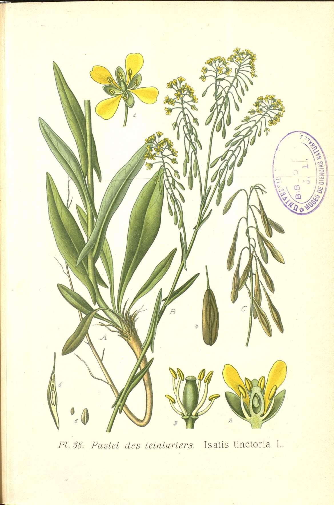 Botanical Illustration of Woad plant