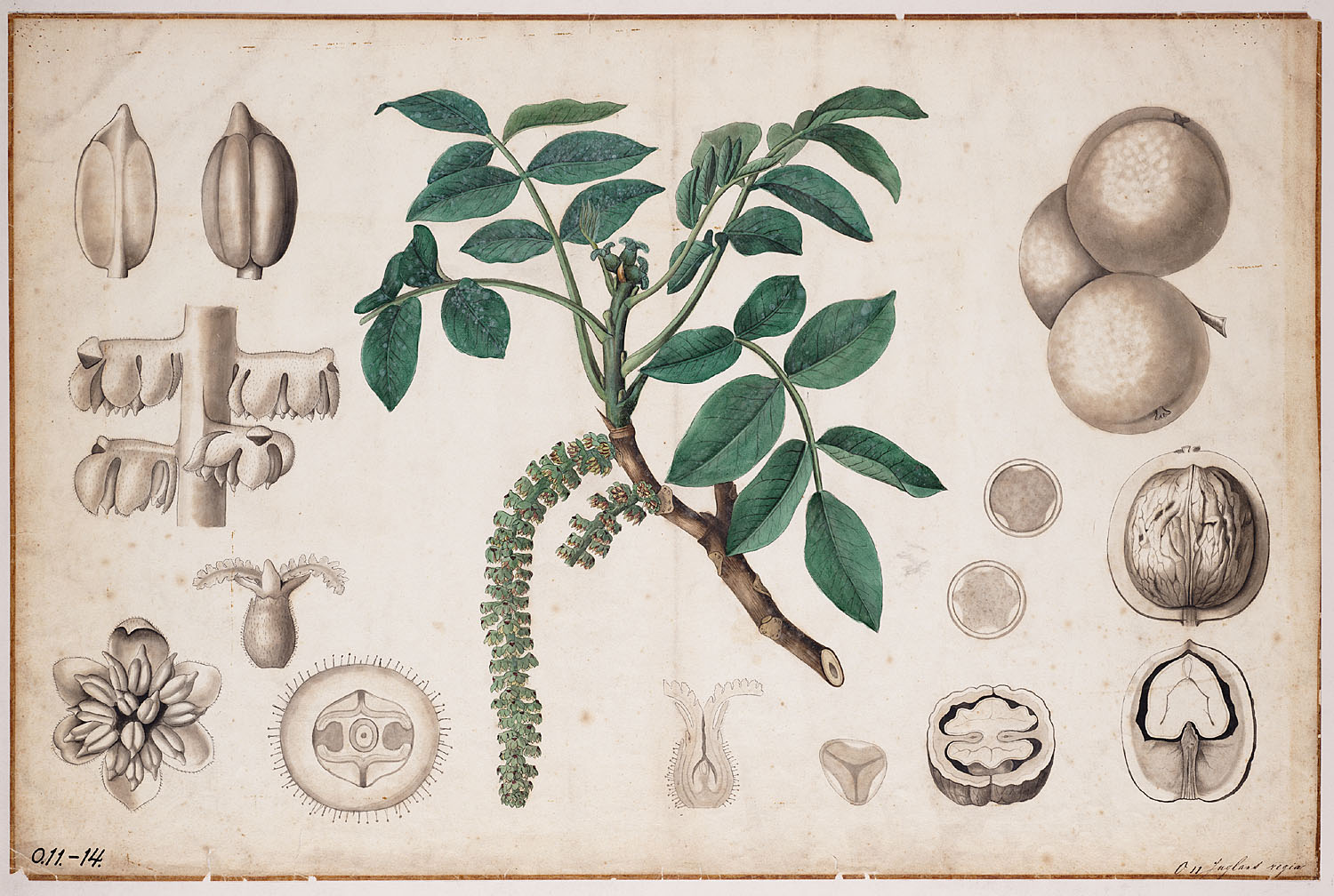 Botanical Illustration of Walnut plant