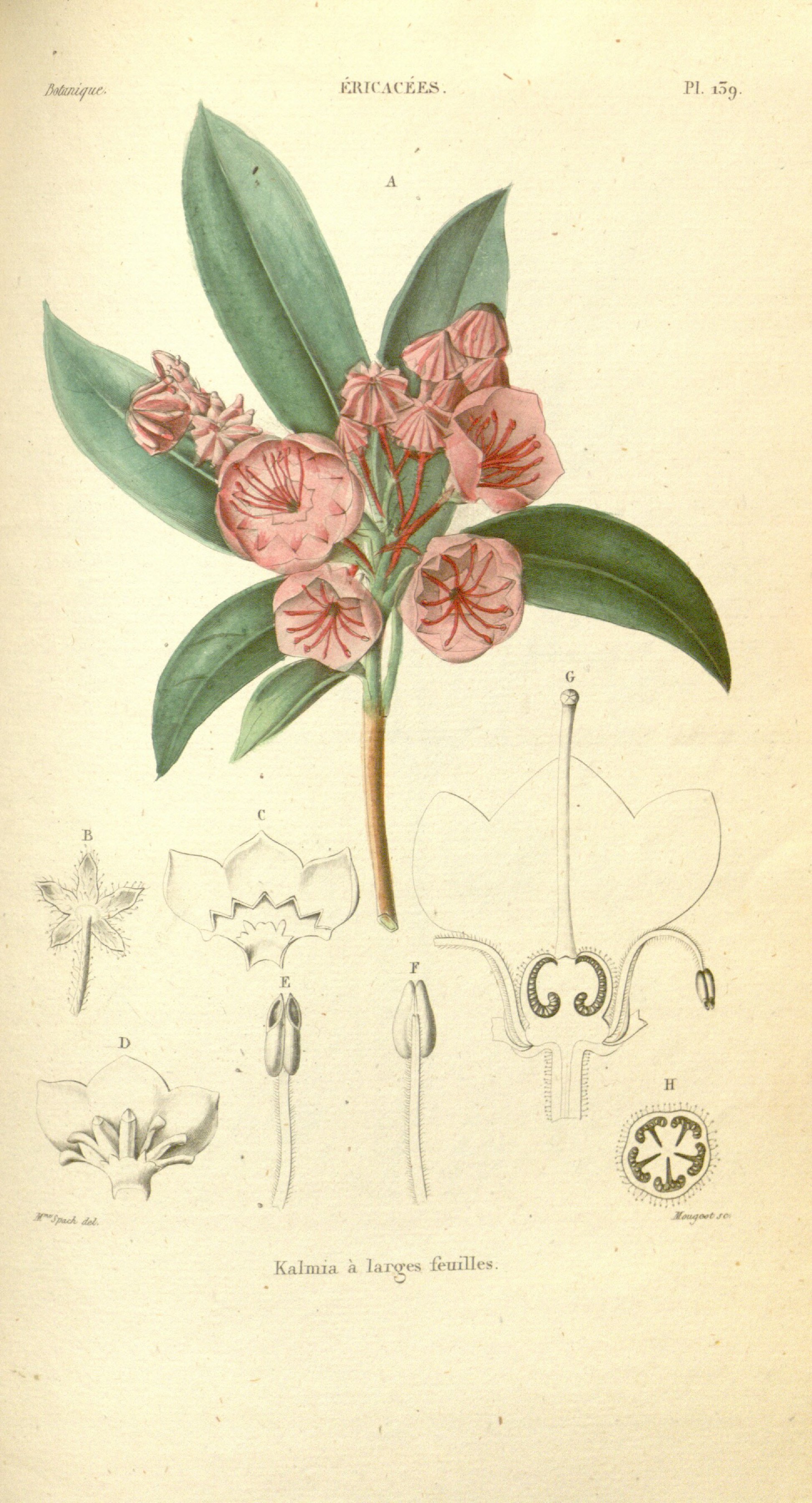 Botanical Illustration of Laurel plant