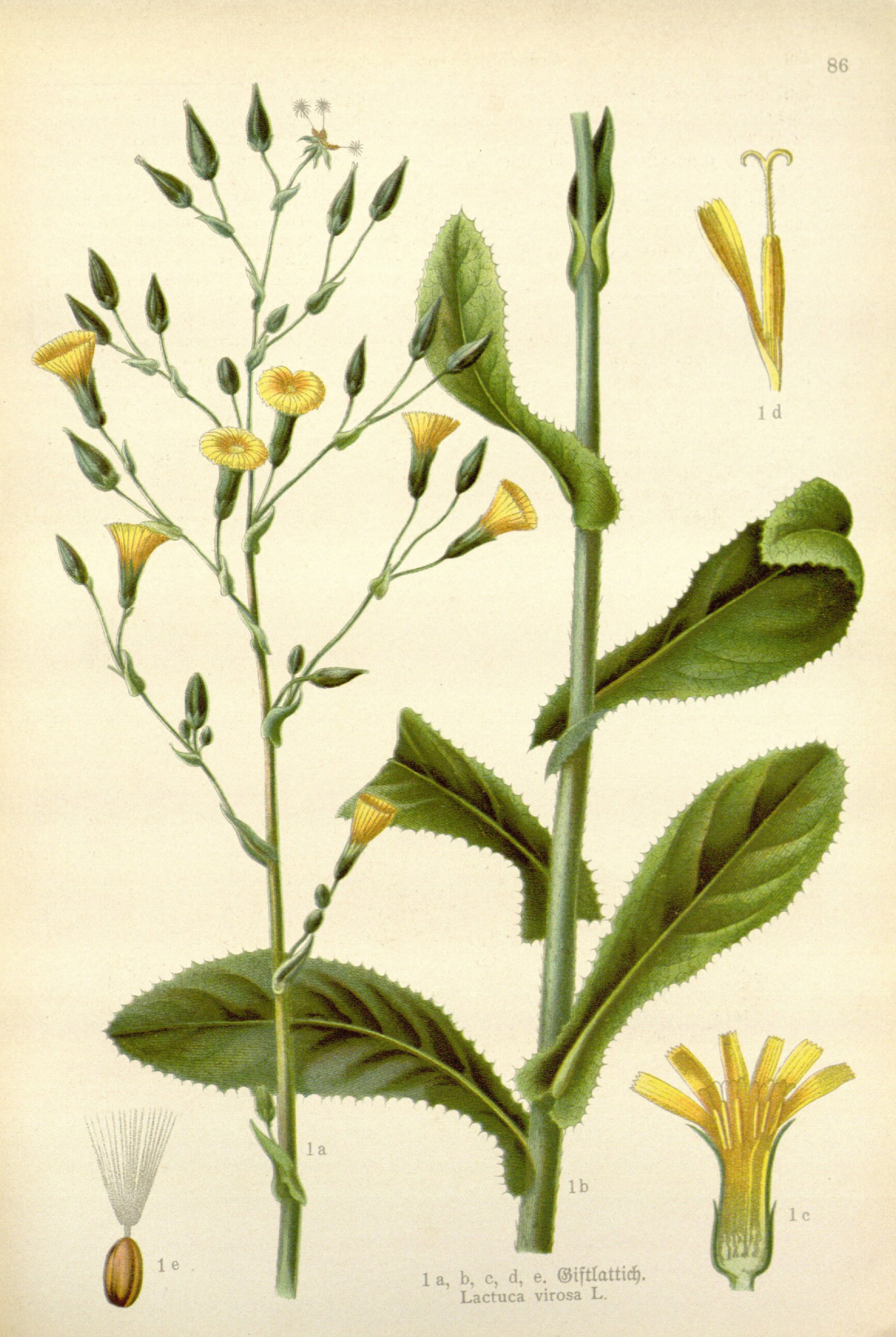 Botanical Illustration of Wild Lettuce plant