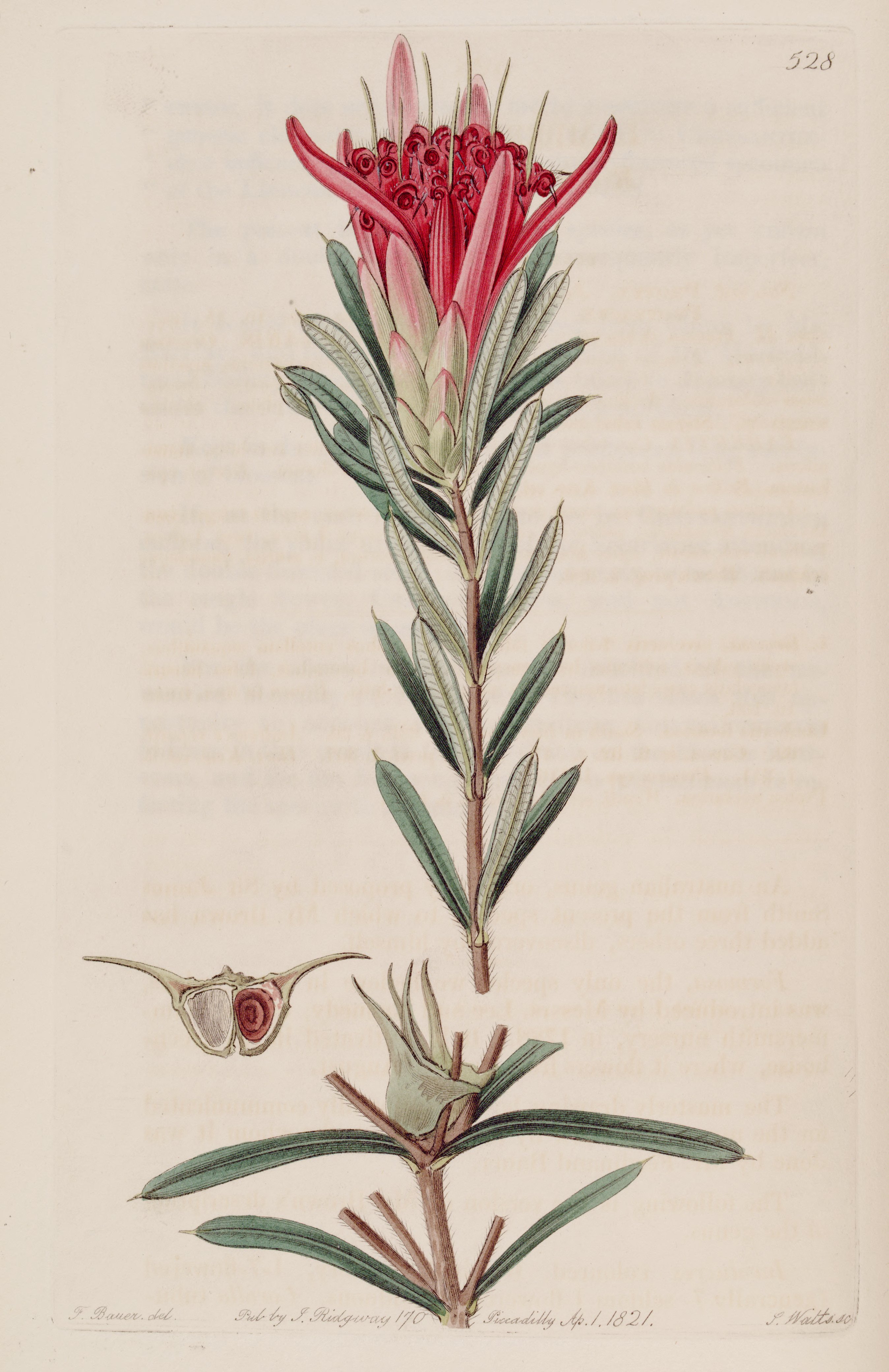 Botanical Illustration of Mountain Devil plant