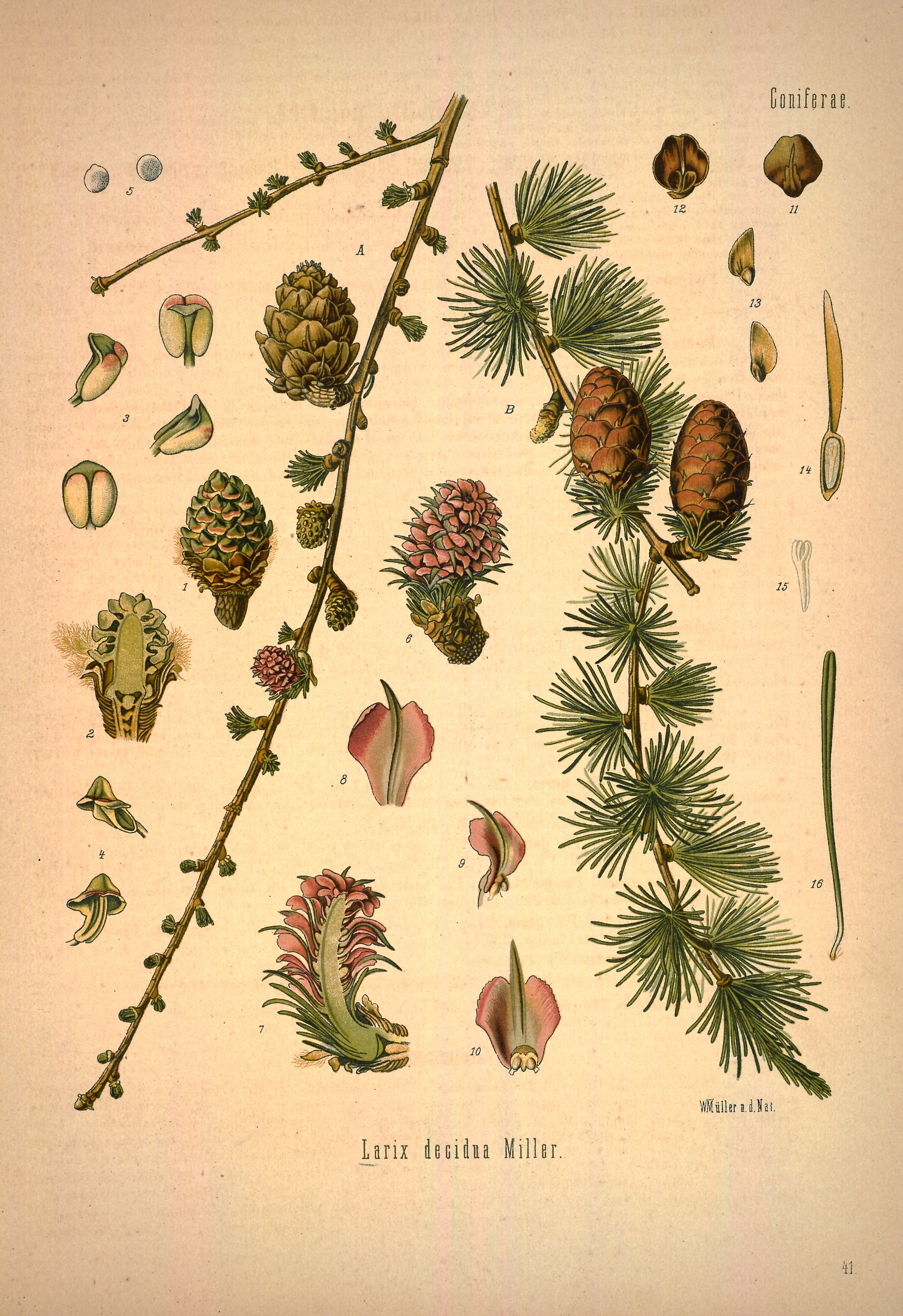 Botanical Illustration of Larch plant