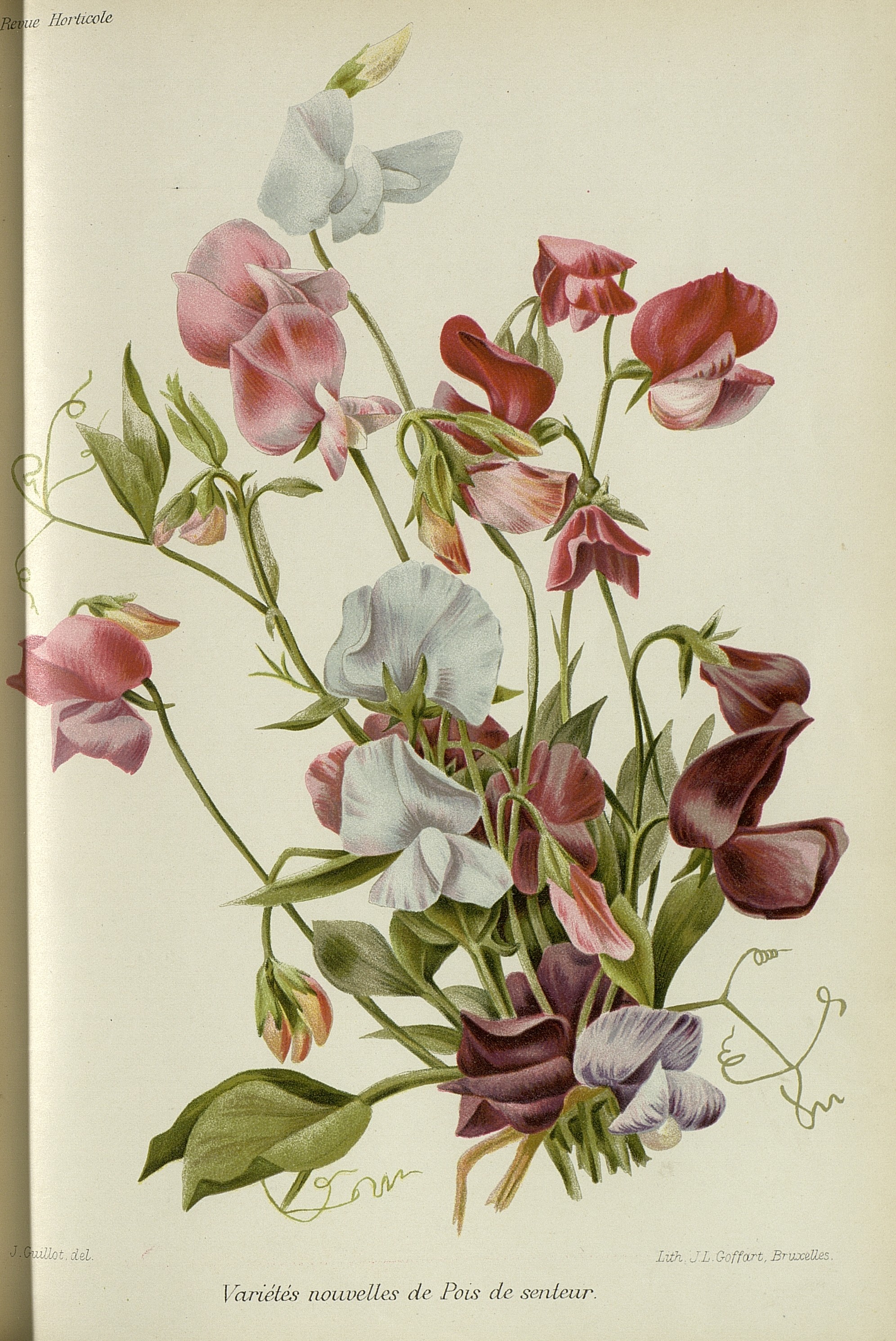 Botanical Illustration of Sweetpea plant