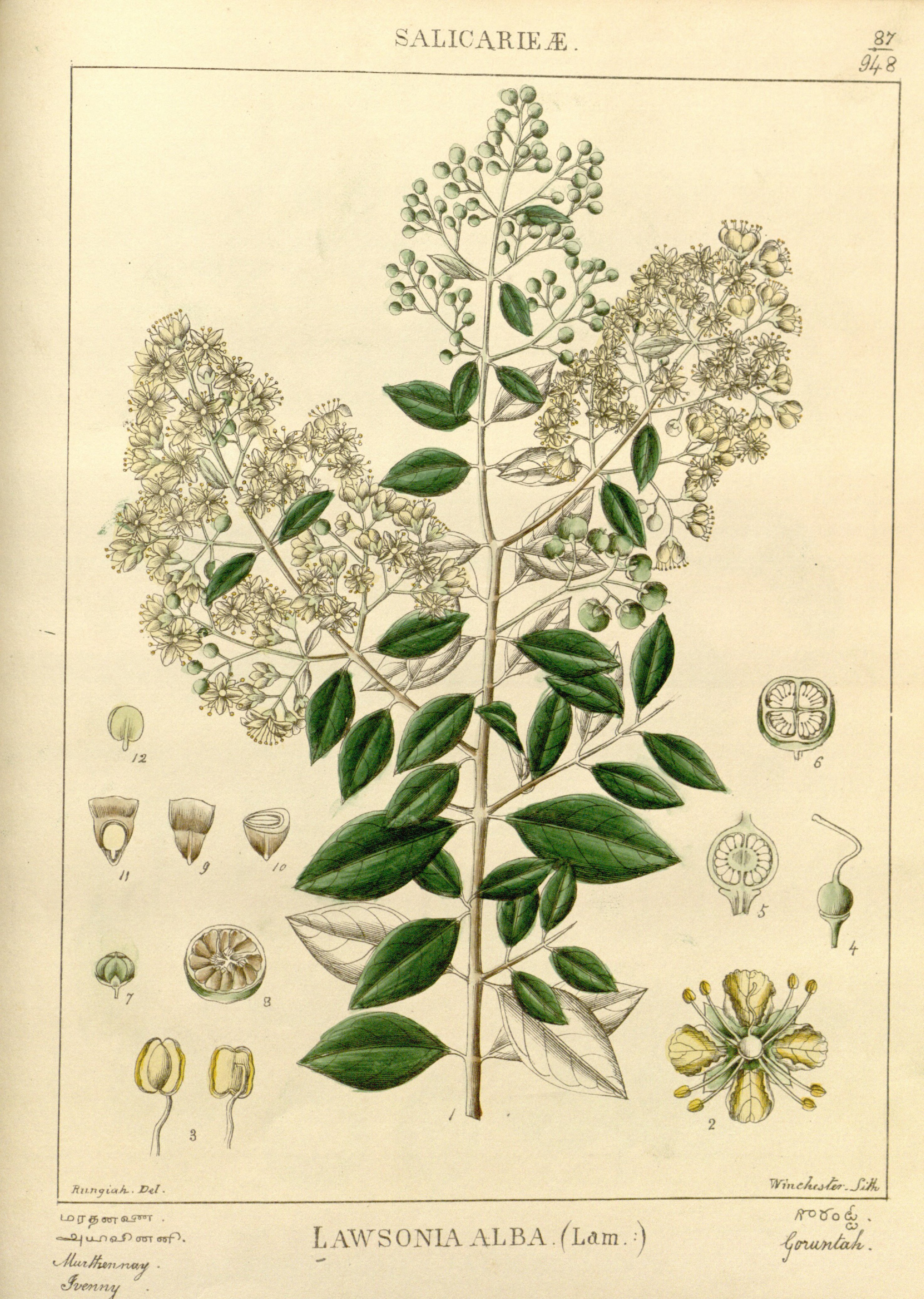 Botanical Illustration of Henna plant