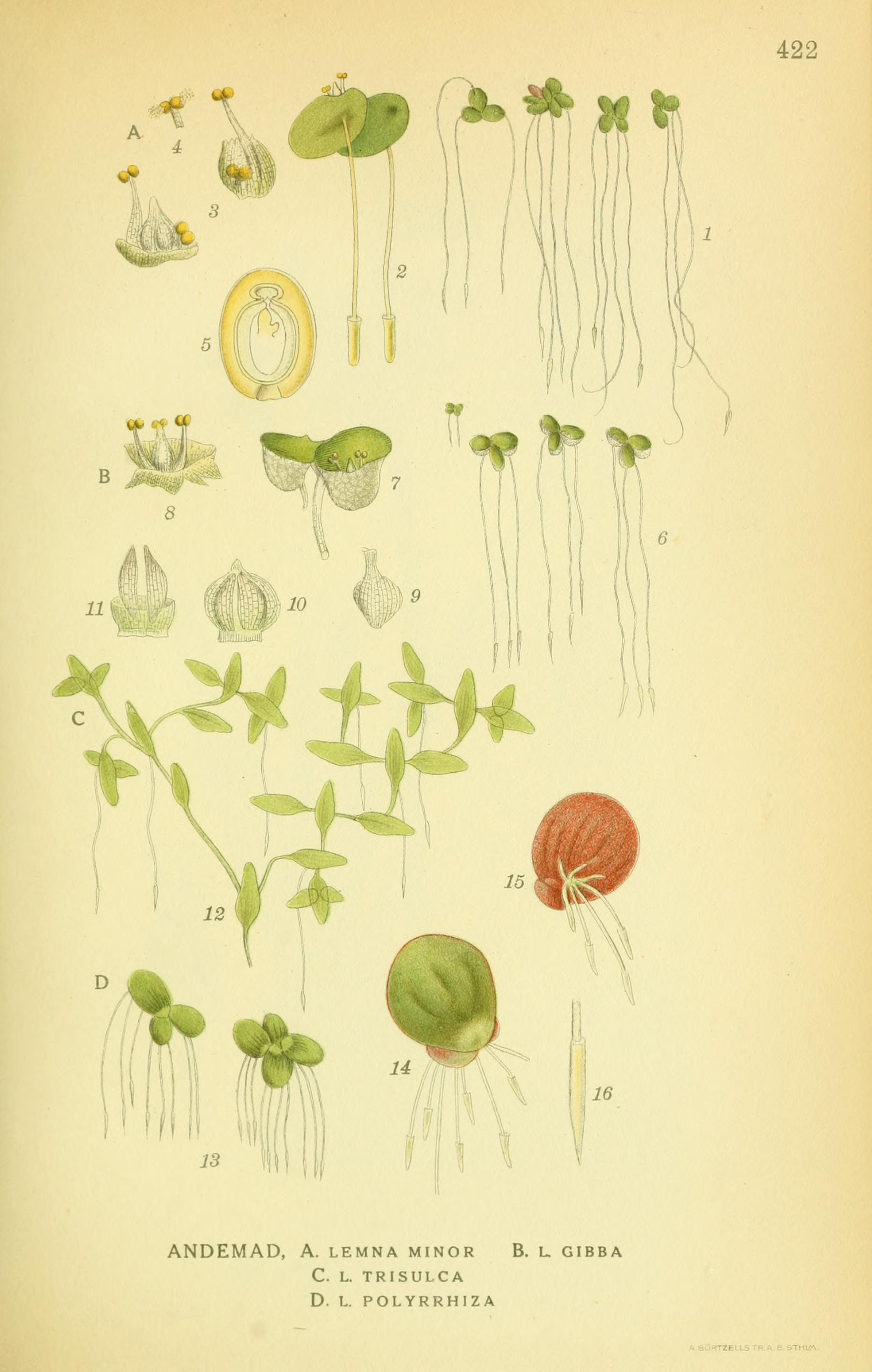 Botanical Illustration of Duckweed plant