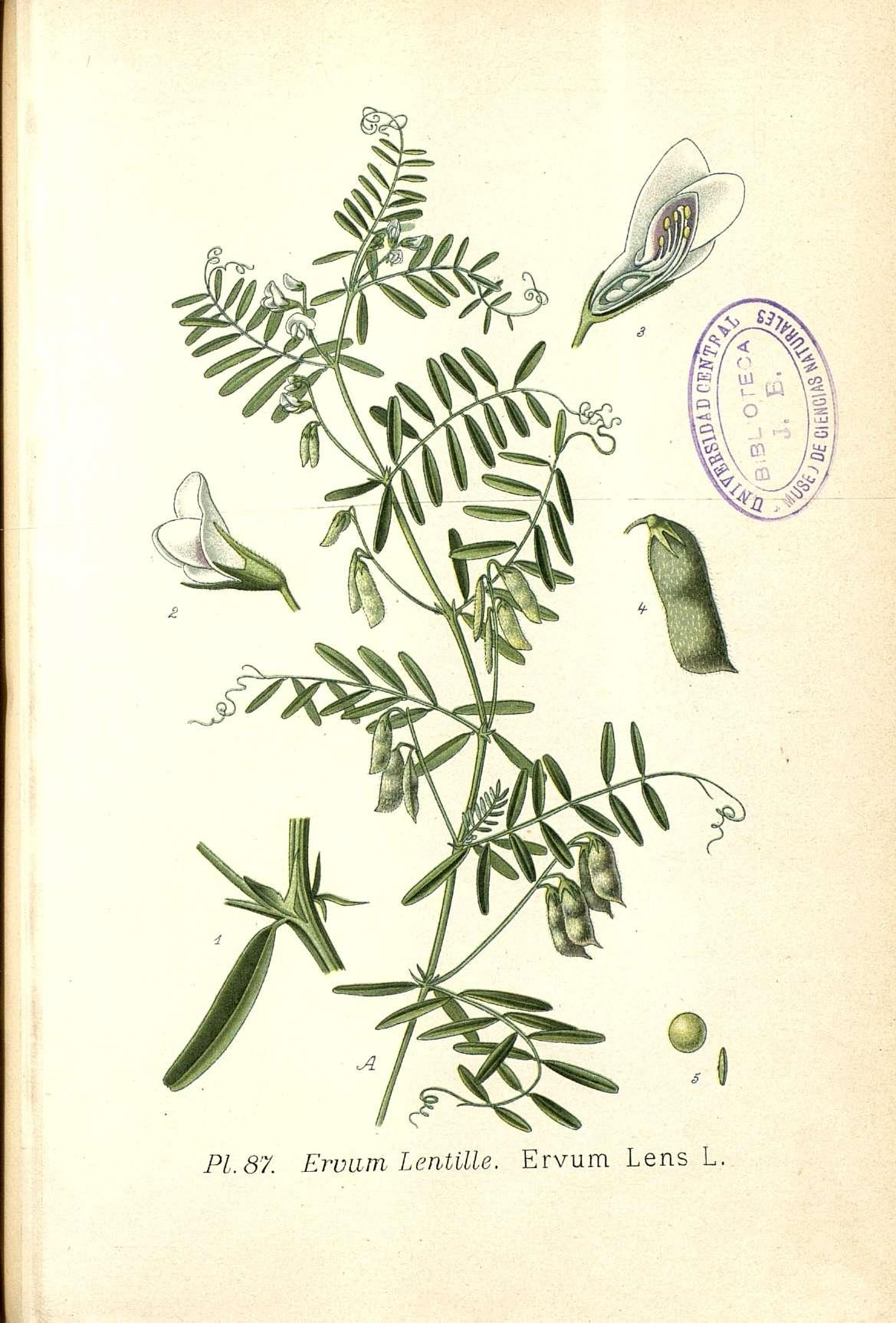 Botanical Illustration of Lentils plant