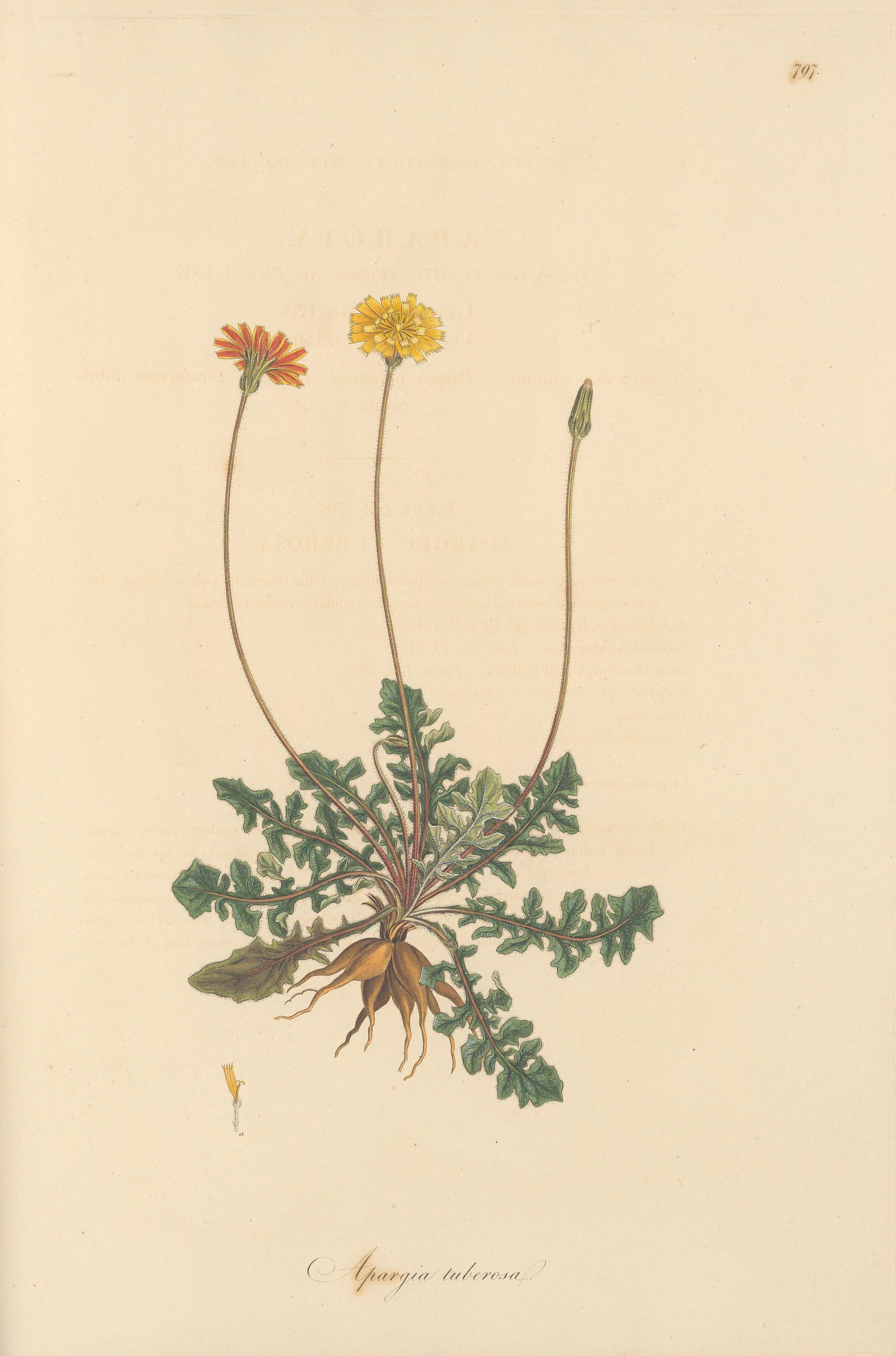 Botanical Illustration of Hare's Foot plant