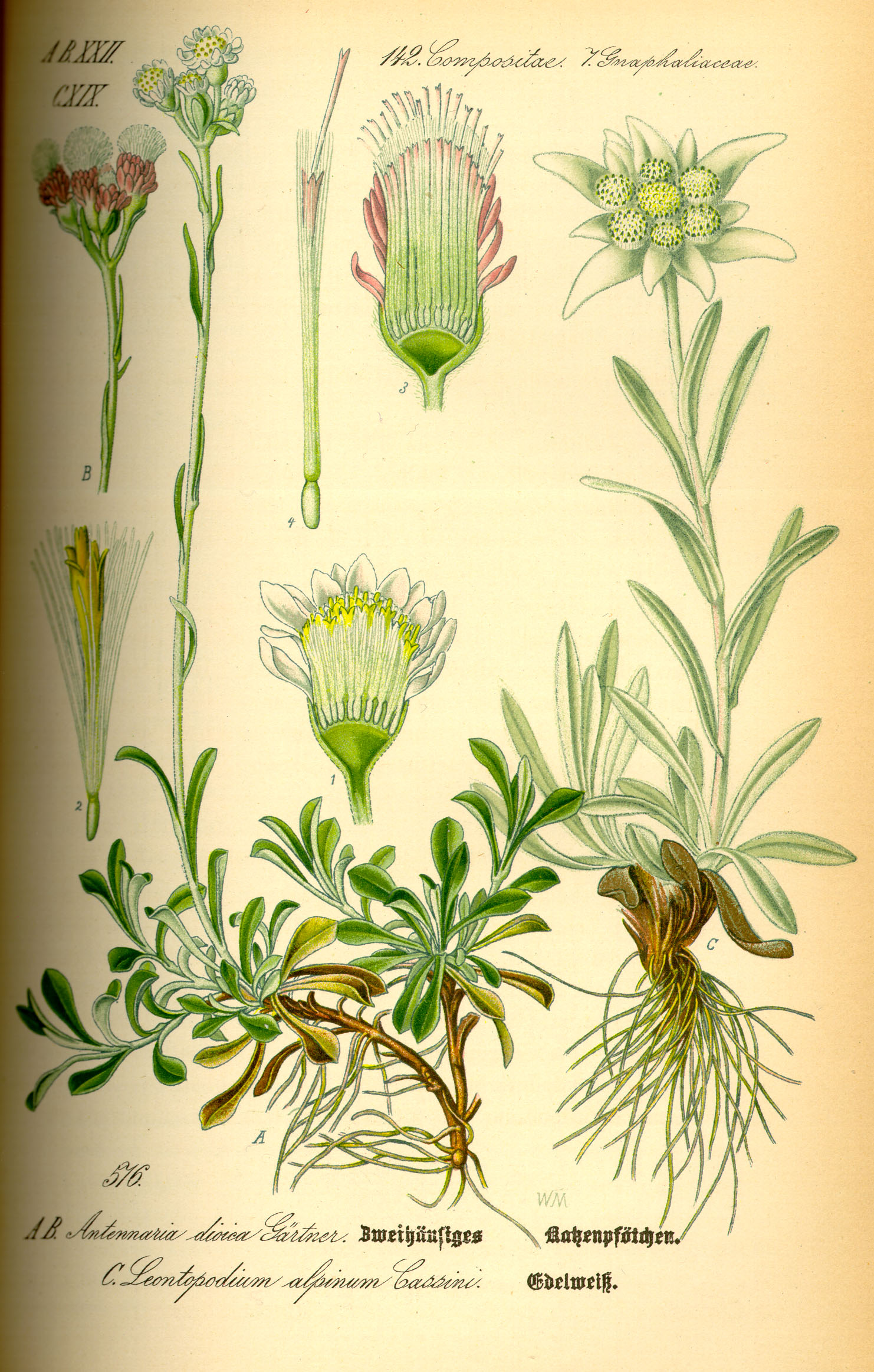Botanical Illustration of Edelweiss plant