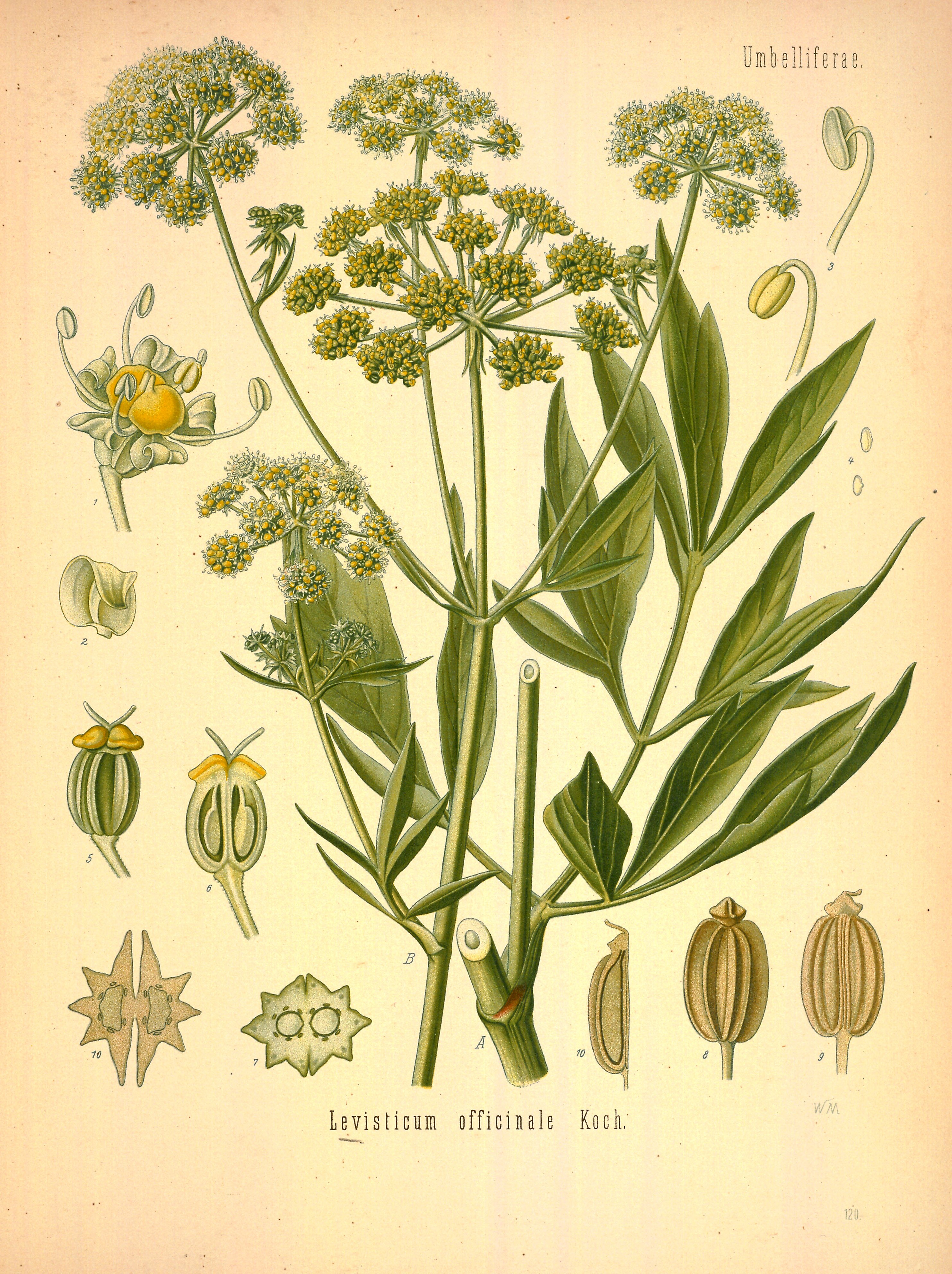 Botanical Illustration of Lovage plant