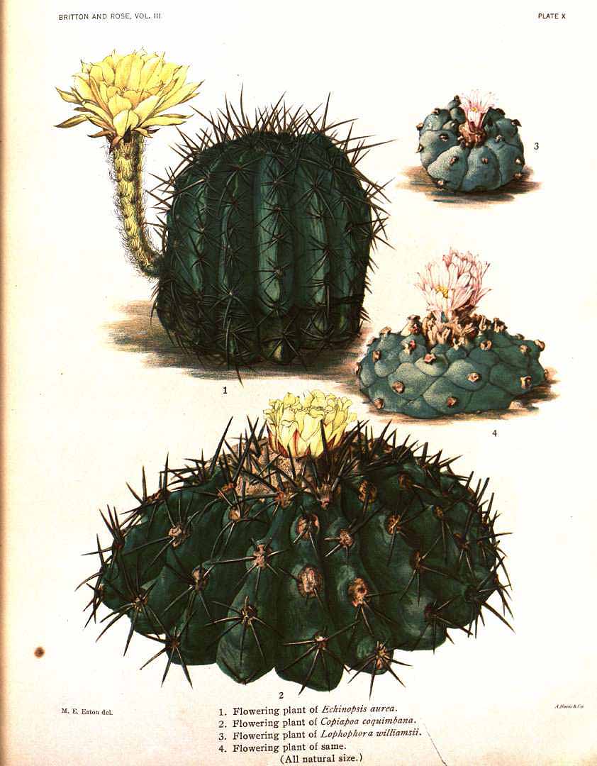 Botanical Illustration of Mescal plant
