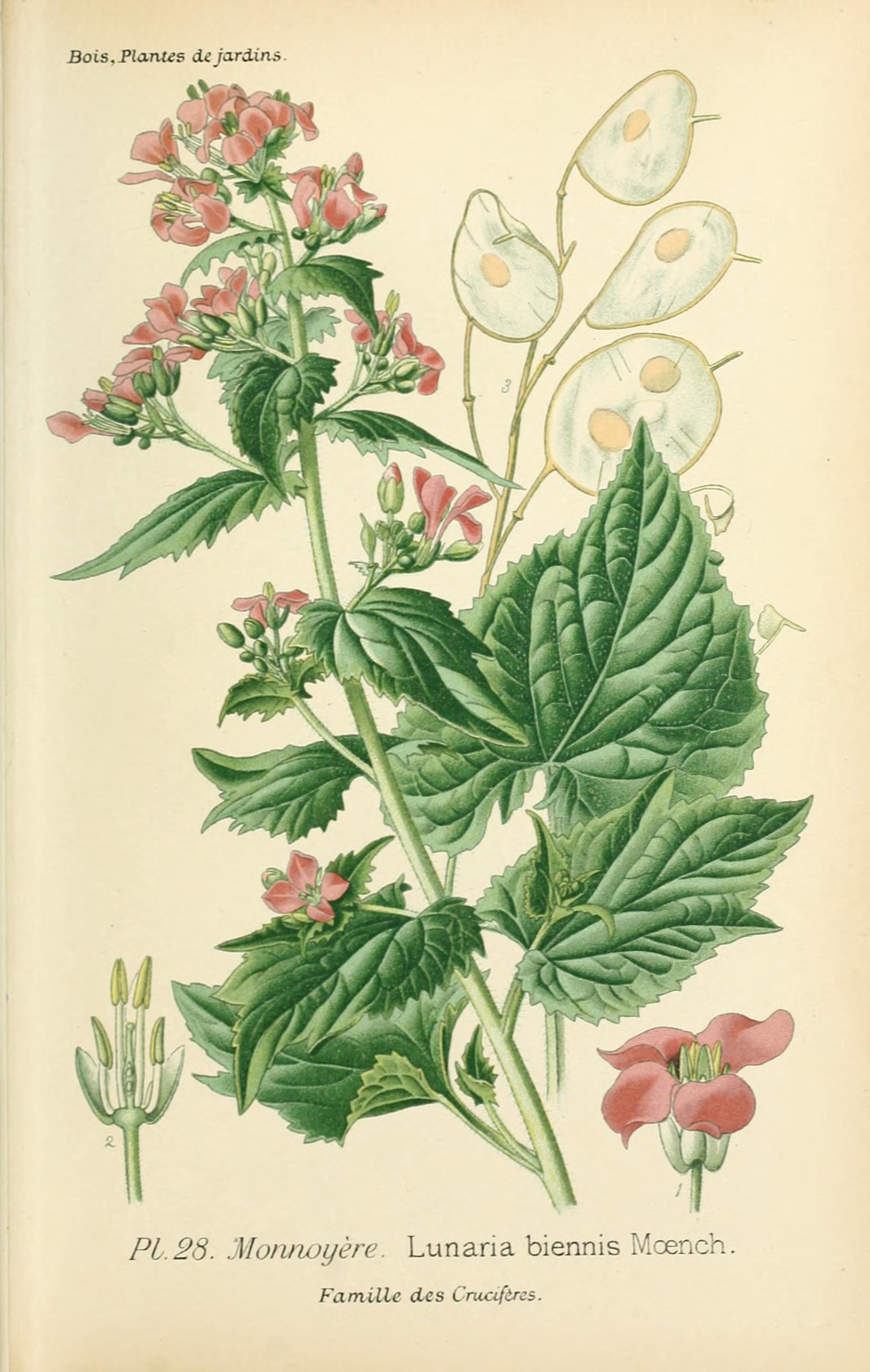 Botanical Illustration of Honesty plant