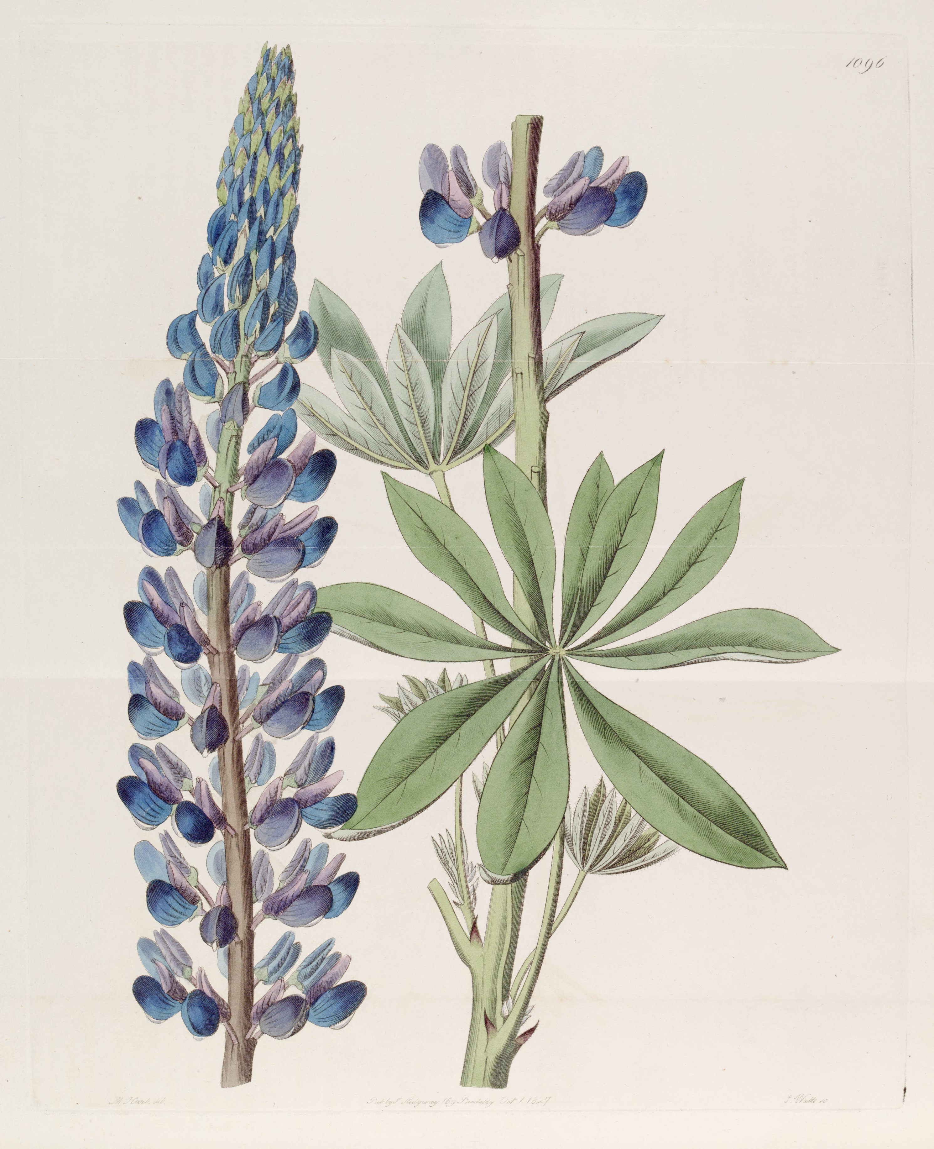 Botanical Illustration of Lupine plant