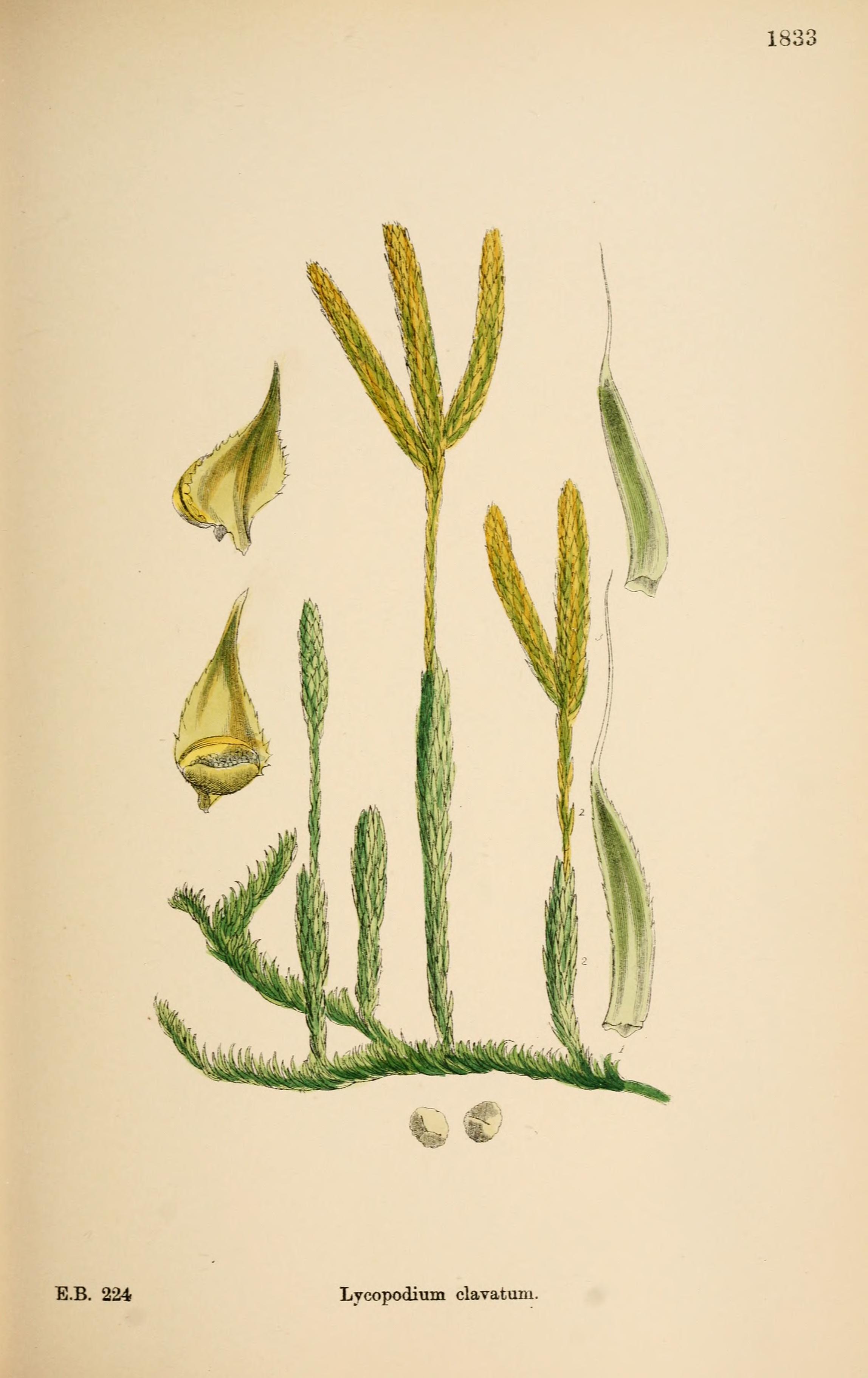 Botanical Illustration of Club Moss plant