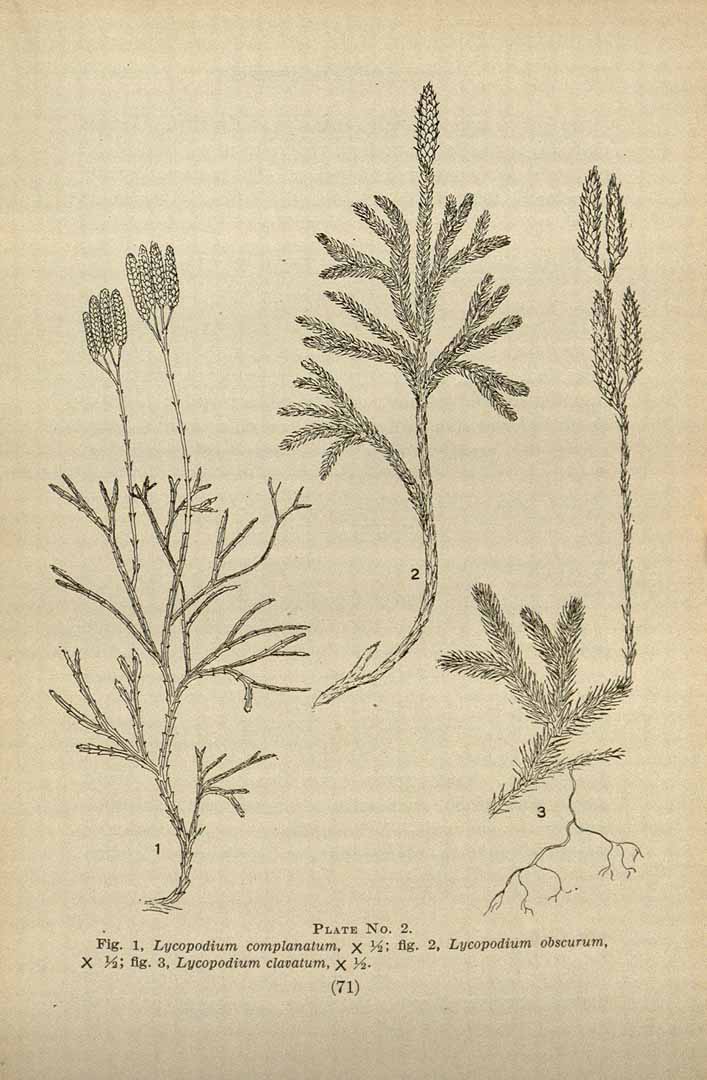 Botanical Illustration of Ground Pine plant