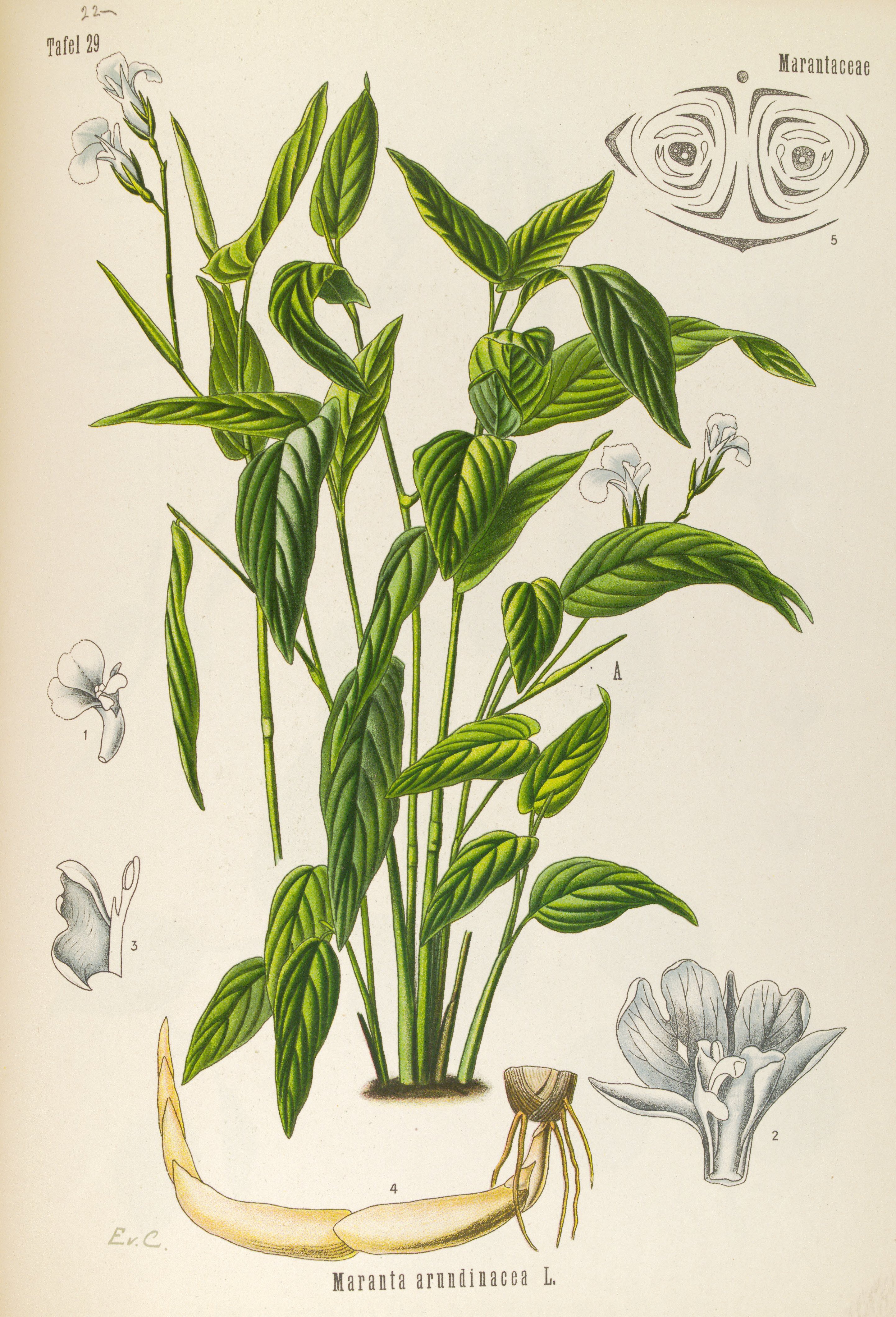 Botanical Illustration of Arrowroot plant