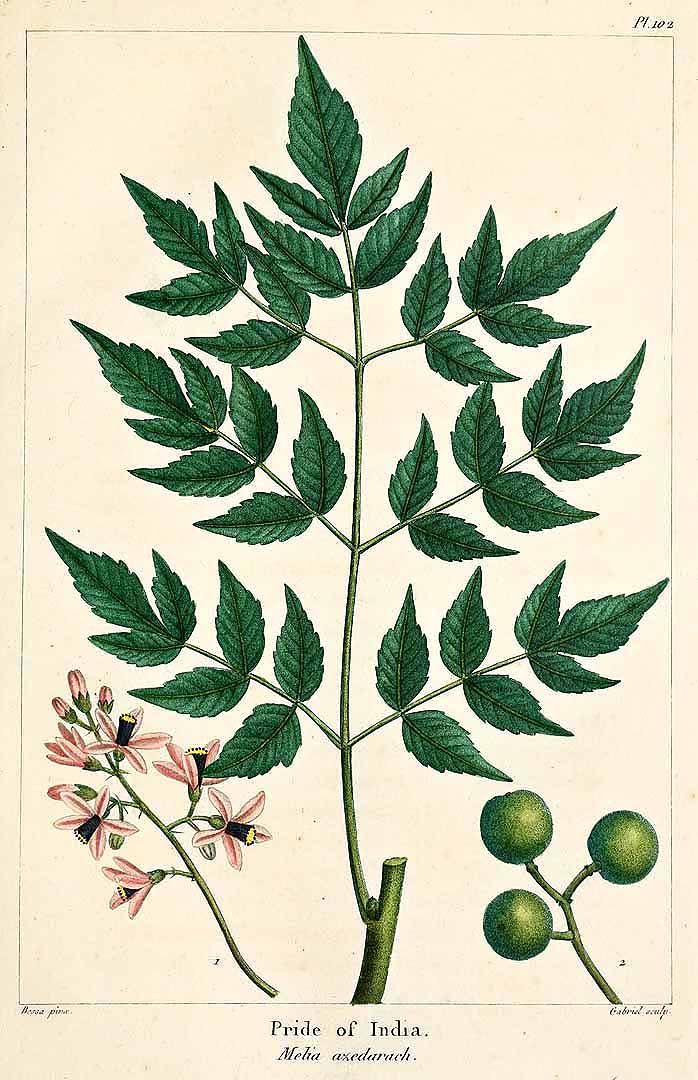 Botanical Illustration of China Berry plant