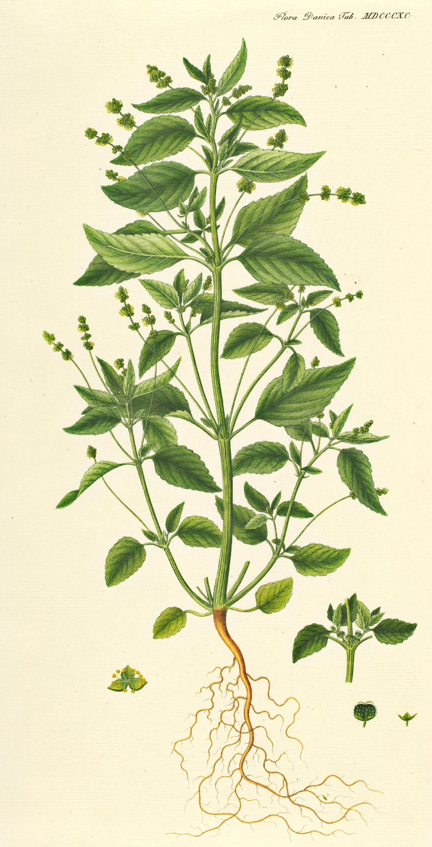 Botanical Illustration of Good Henry plant