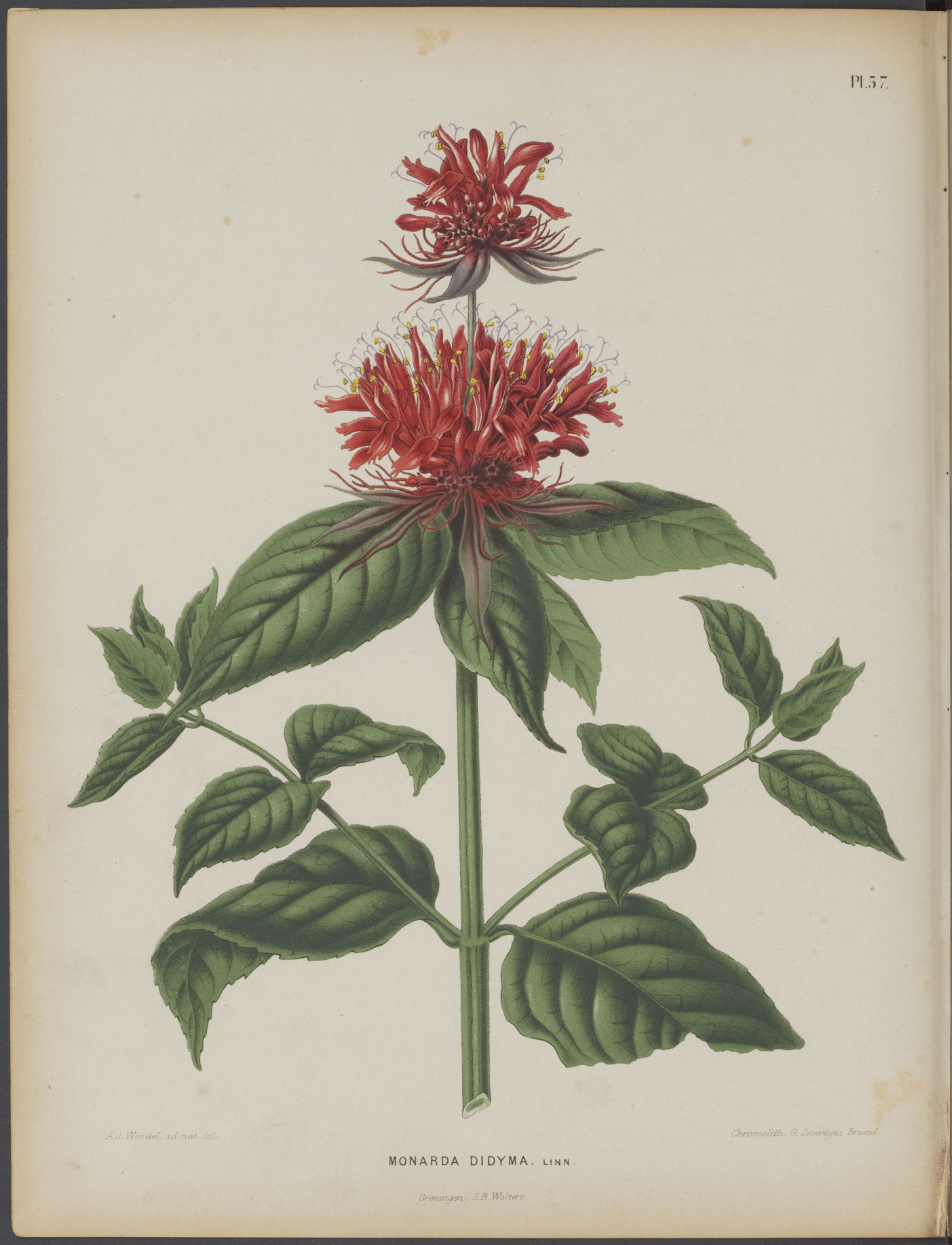Botanical Illustration of Bergamot plant