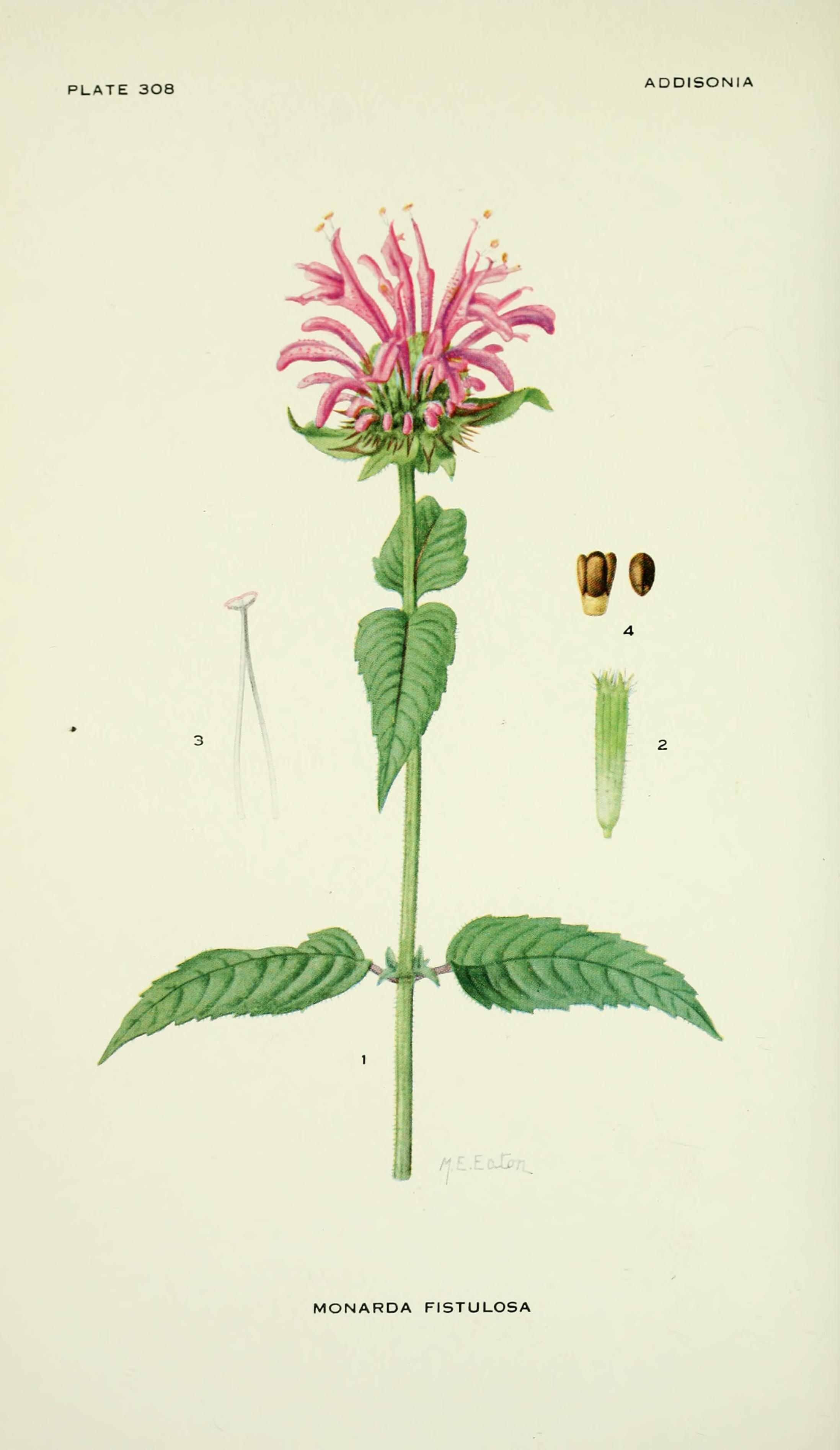 Botanical Illustration of Wild Bergamot plant