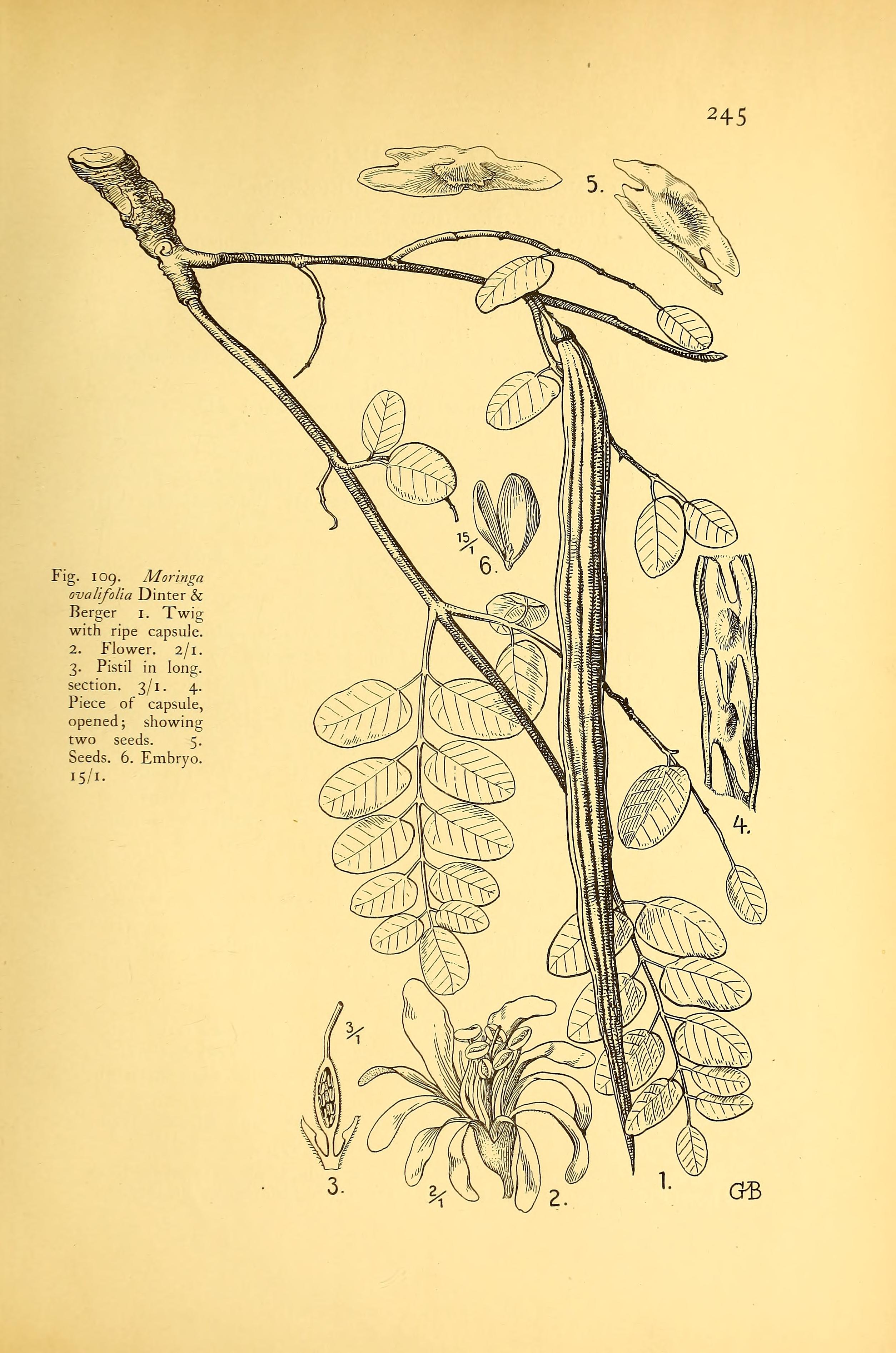 Botanical Illustration of Phantom Tree plant