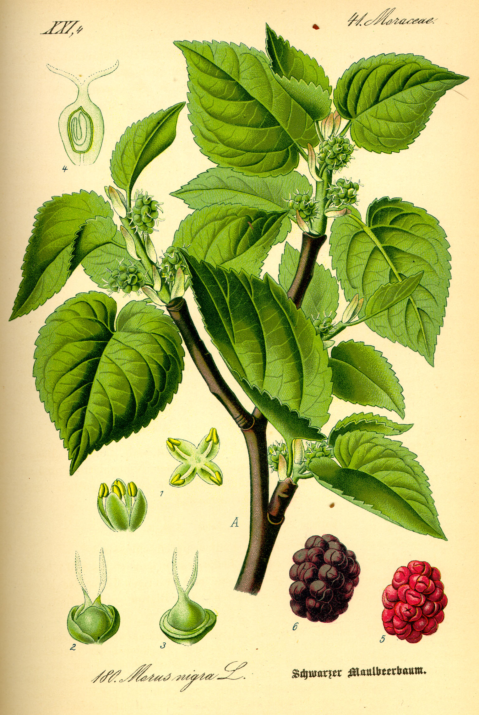 Botanical Illustration of Mulberry plant