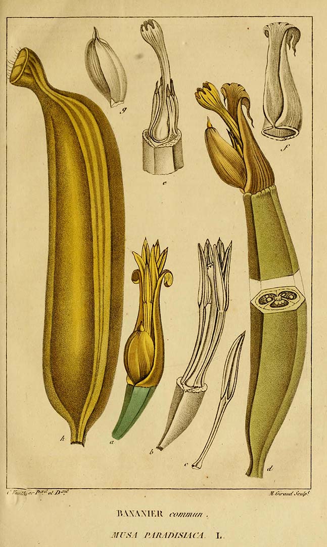 Botanical Illustration of Banana plant