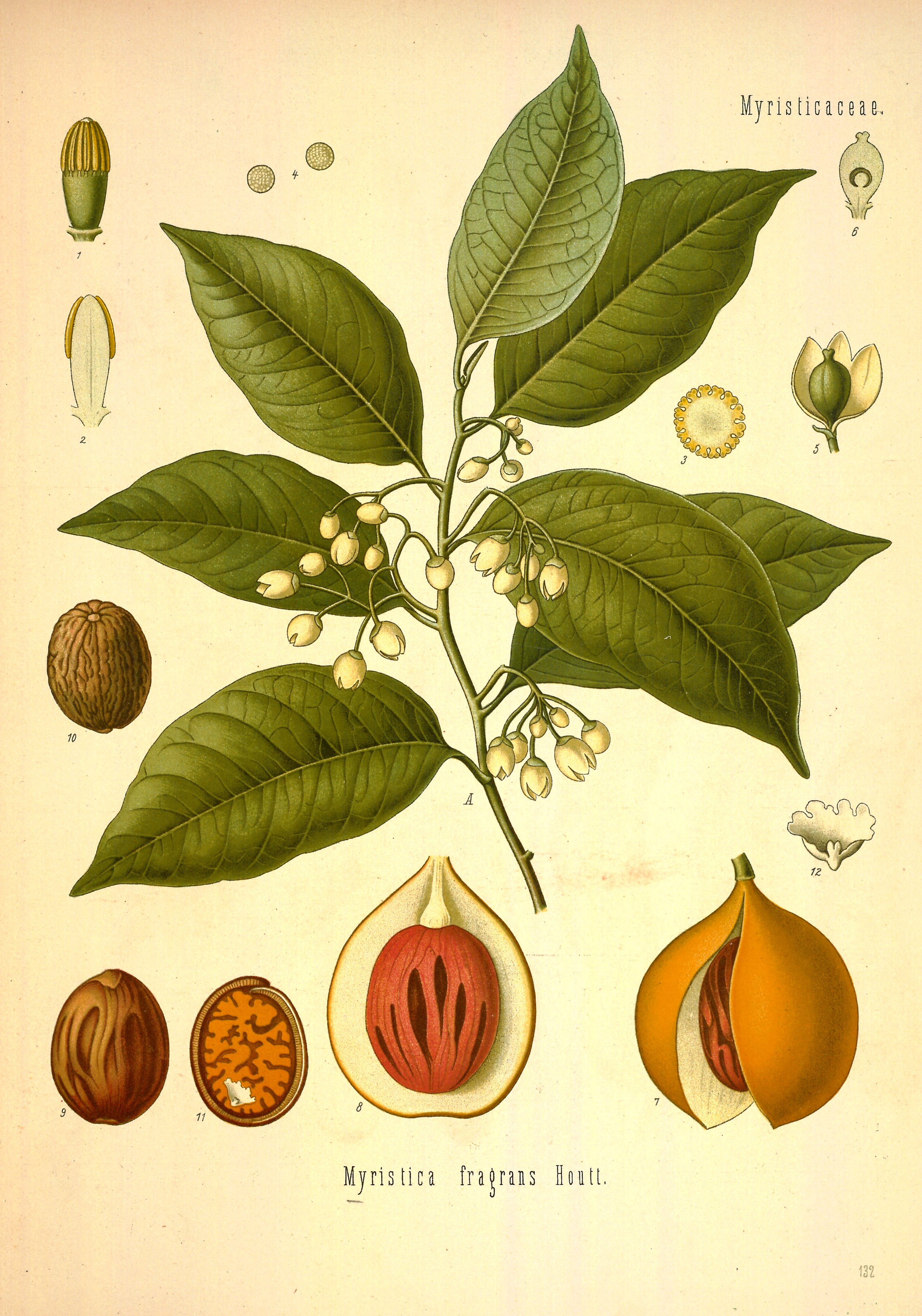 Botanical Illustration of Mace plant