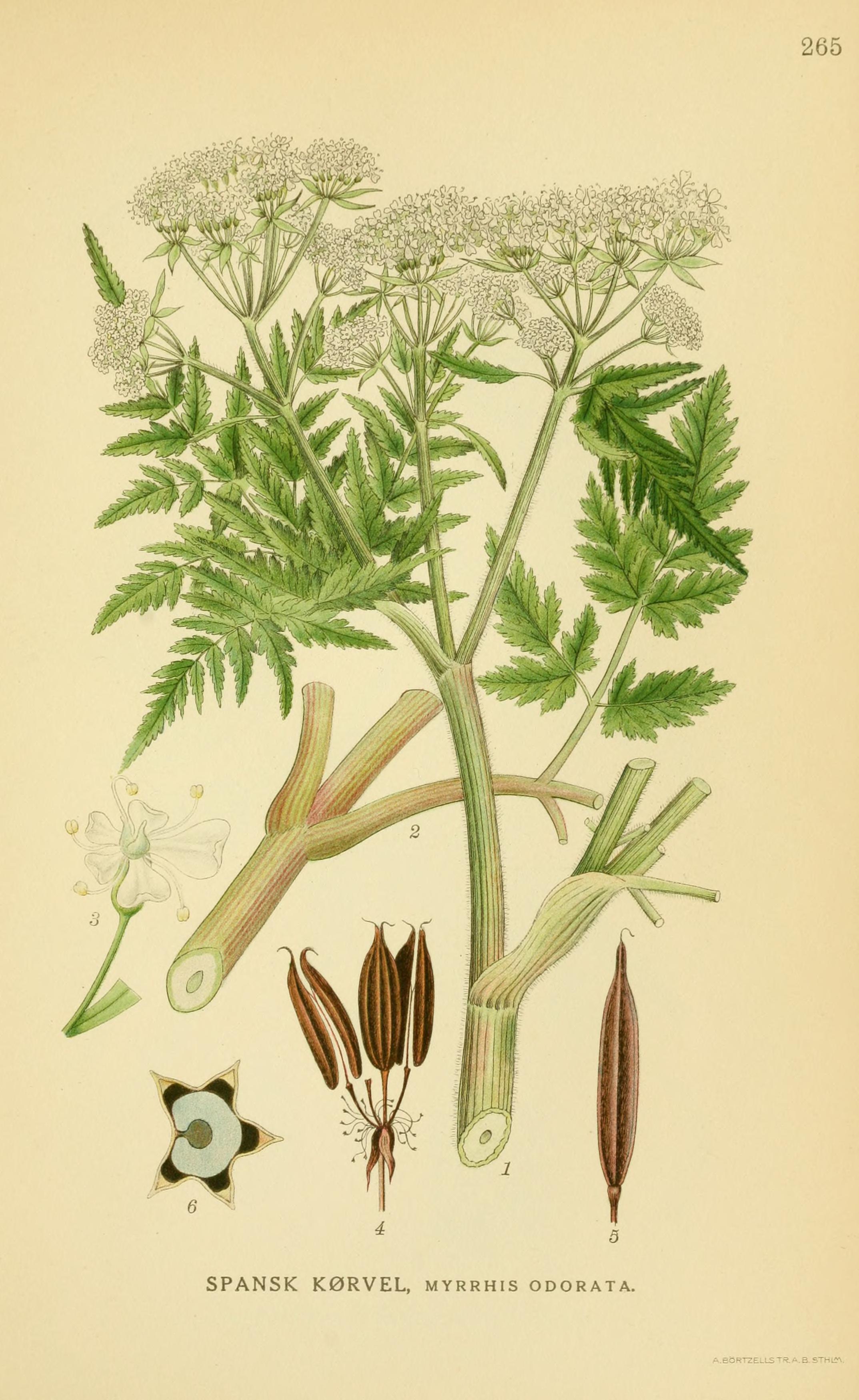Botanical Illustration of Sweet Cicely plant