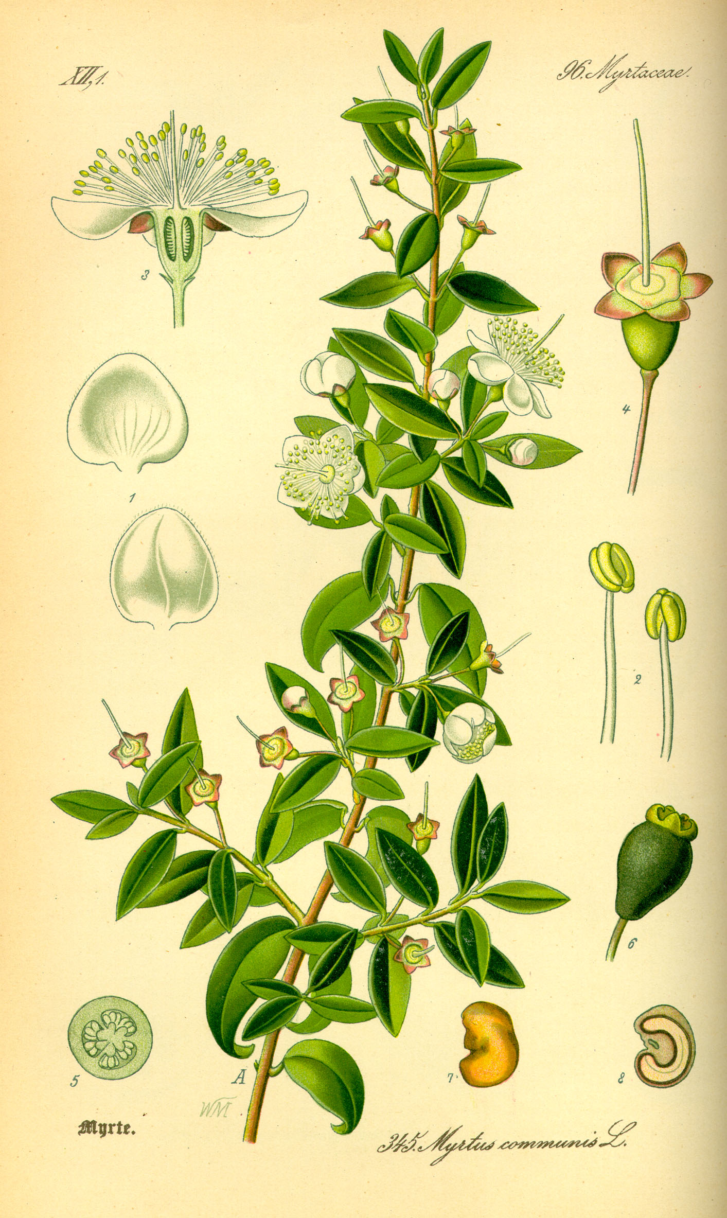 Botanical Illustration of Myrtle plant
