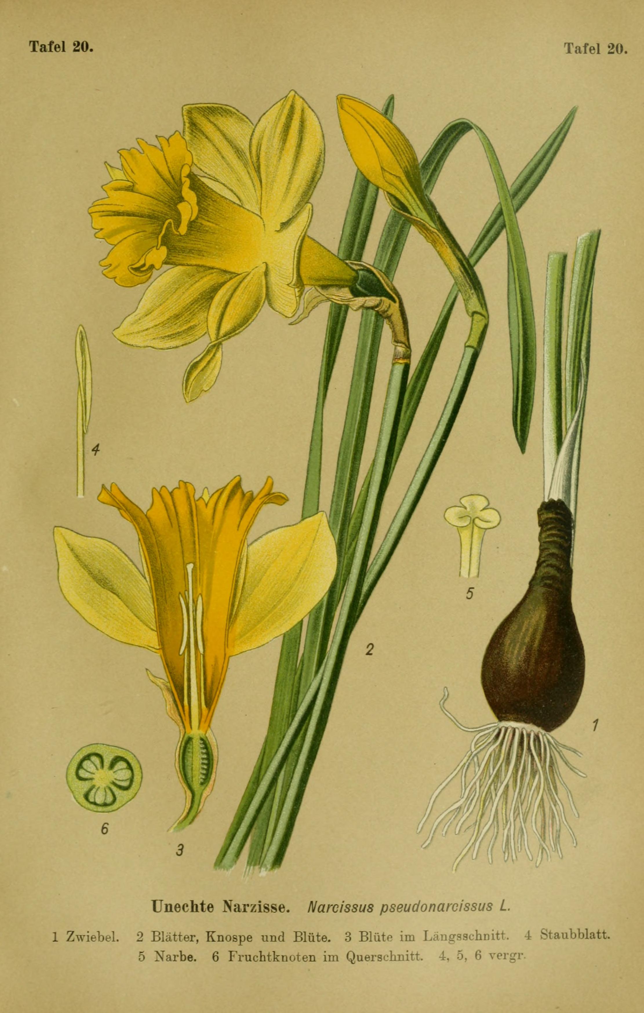 Botanical Illustration of Yellow Daffodil plant