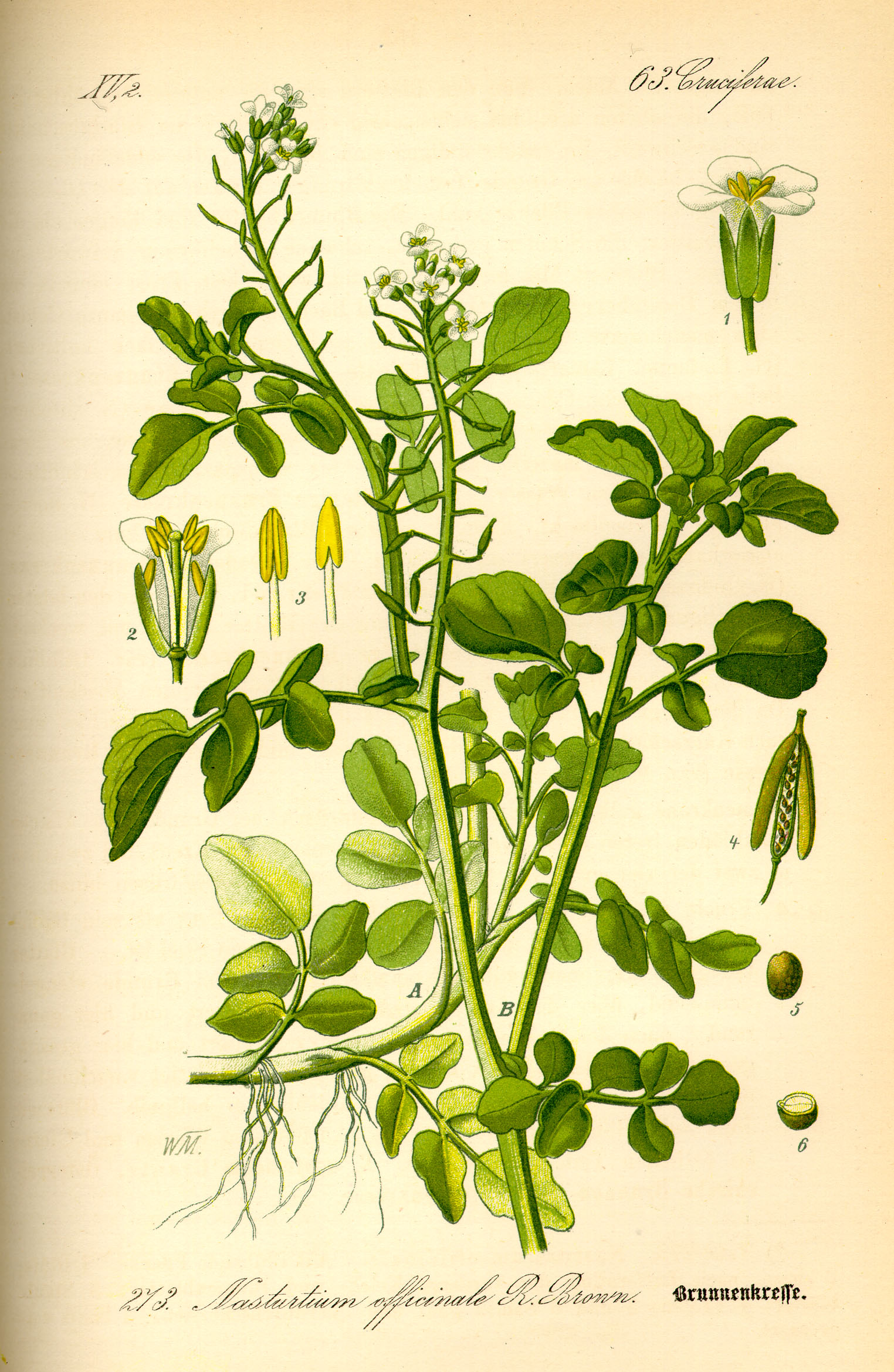 Botanical Illustration of Watercress plant