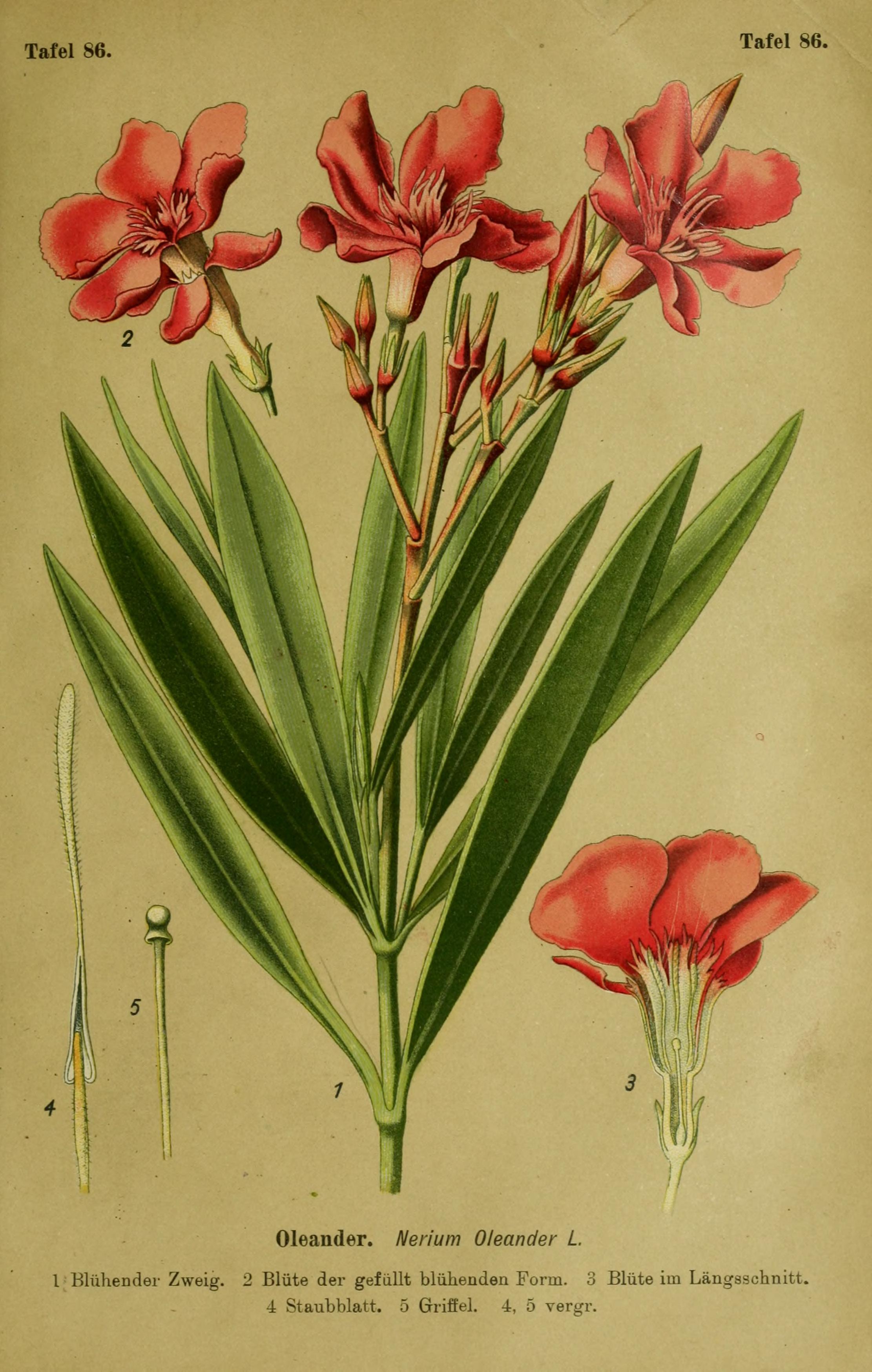 Botanical Illustration of Oleander plant