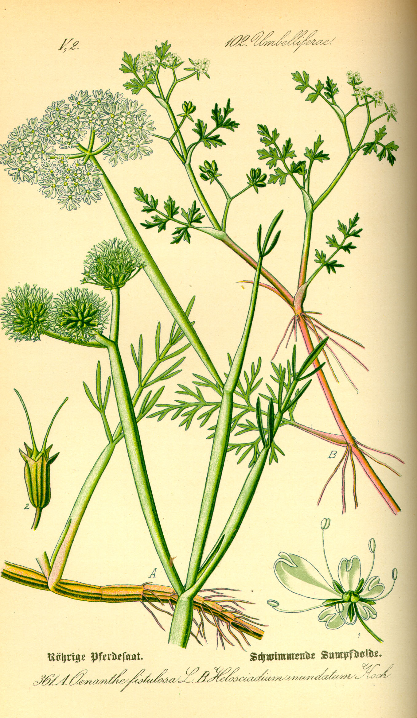 Botanical Illustration of Dropwort plant