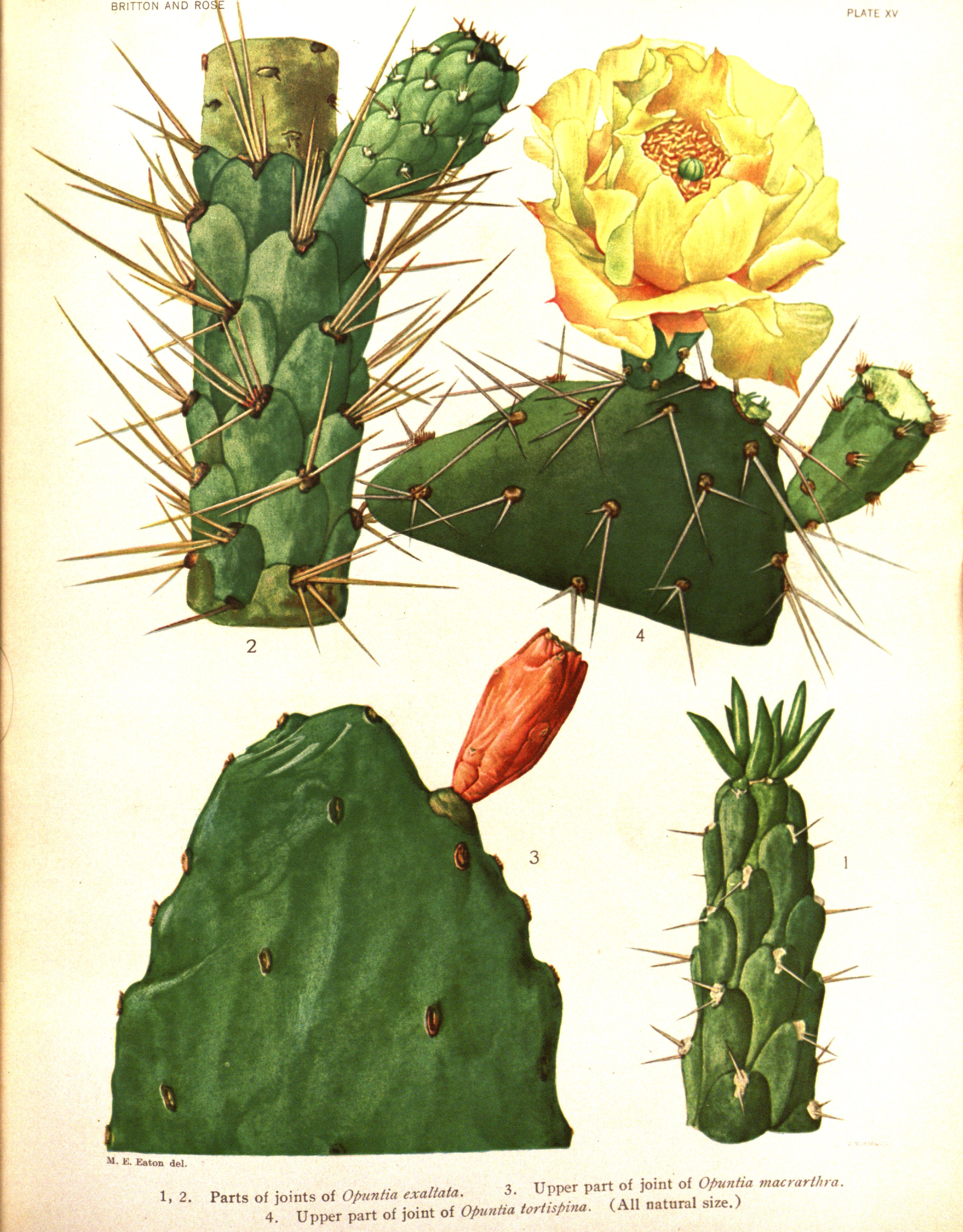 Botanical Illustration of Prickly Pear plant