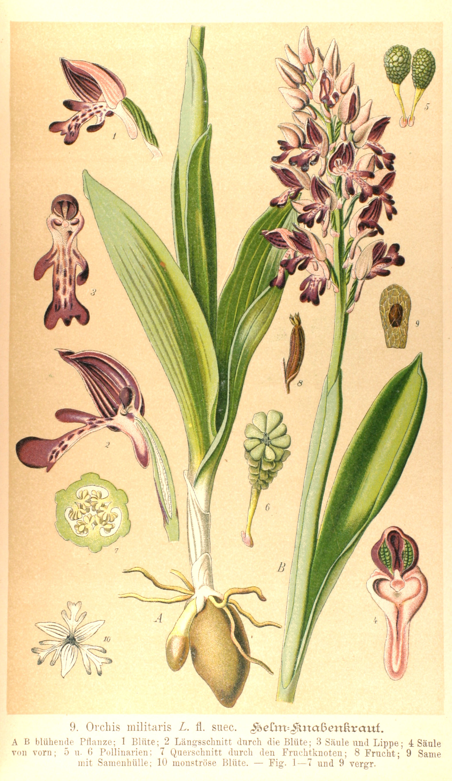 Botanical Illustration of Orchid plant