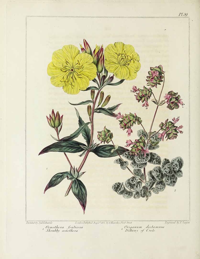 Botanical Illustration of Dittany of Crete plant