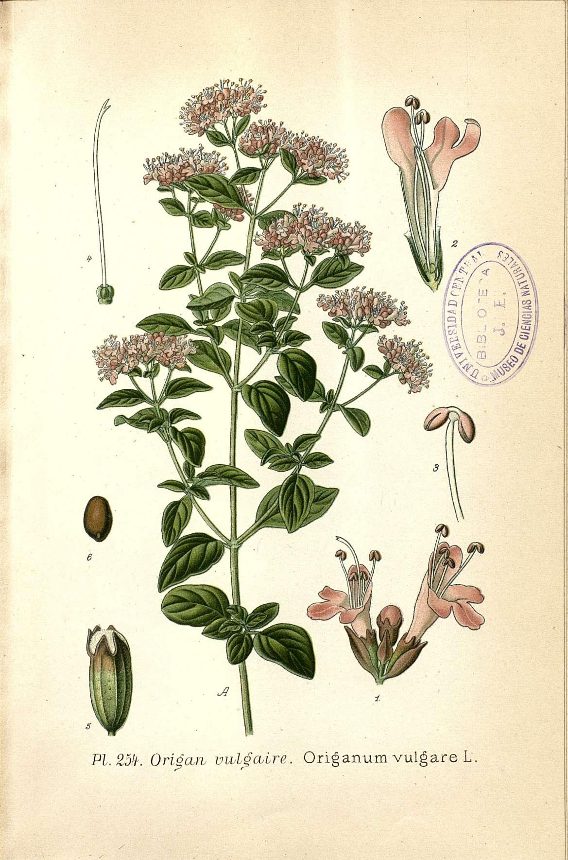 Botanical Illustration of Oregano plant