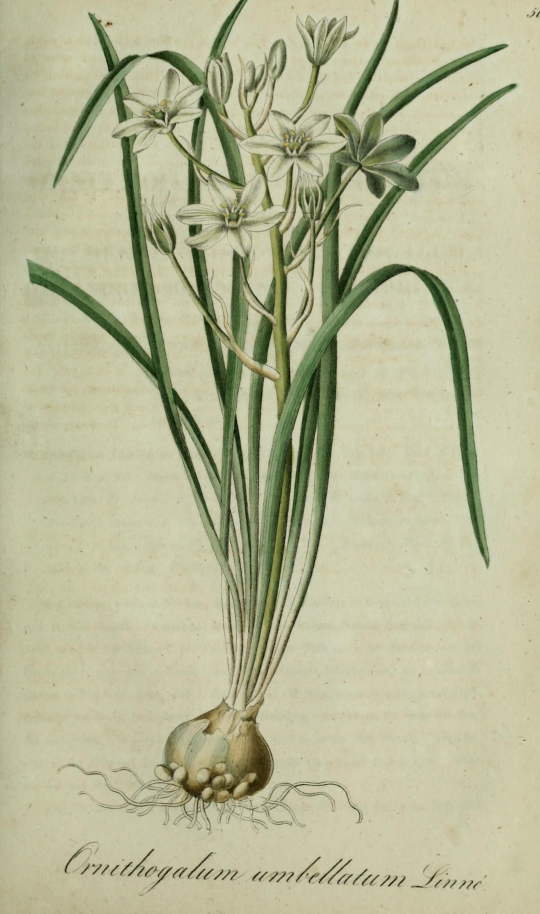 Botanical Illustration of Star of Bethlehem plant