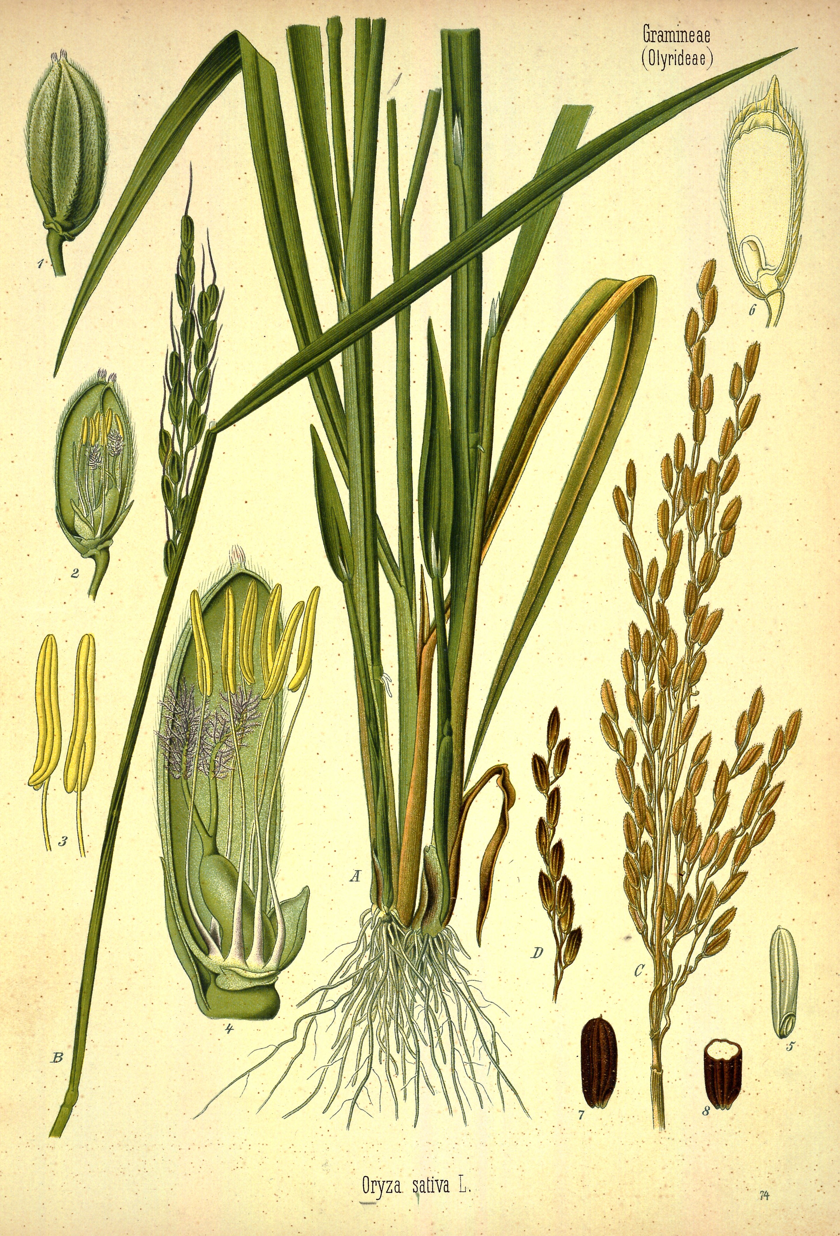 Botanical Illustration of Rice plant