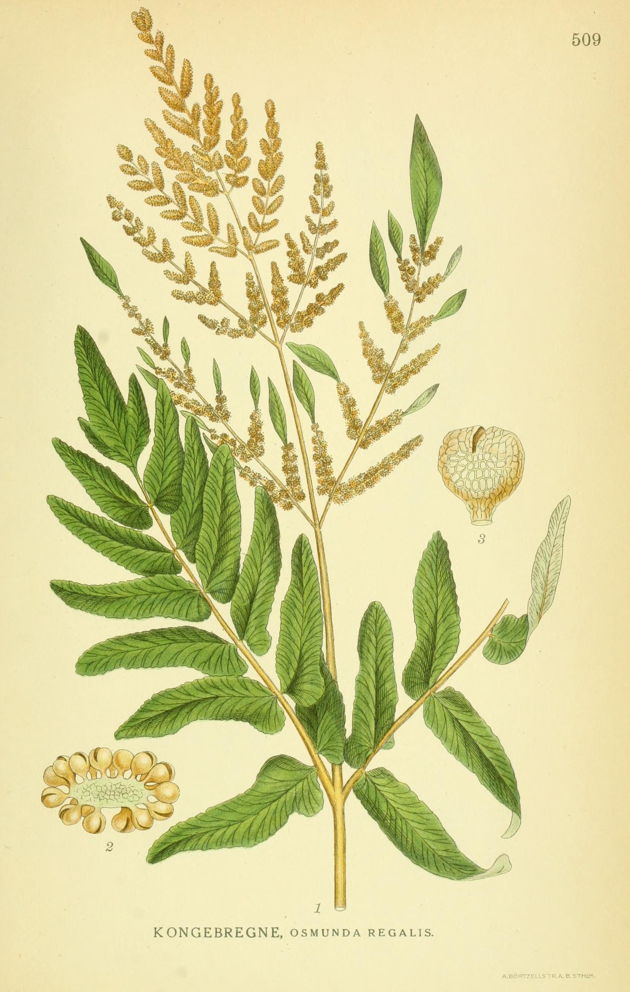 Botanical Illustration of Royal Fern plant