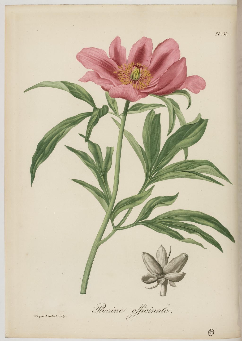 Botanical Illustration of Peony plant