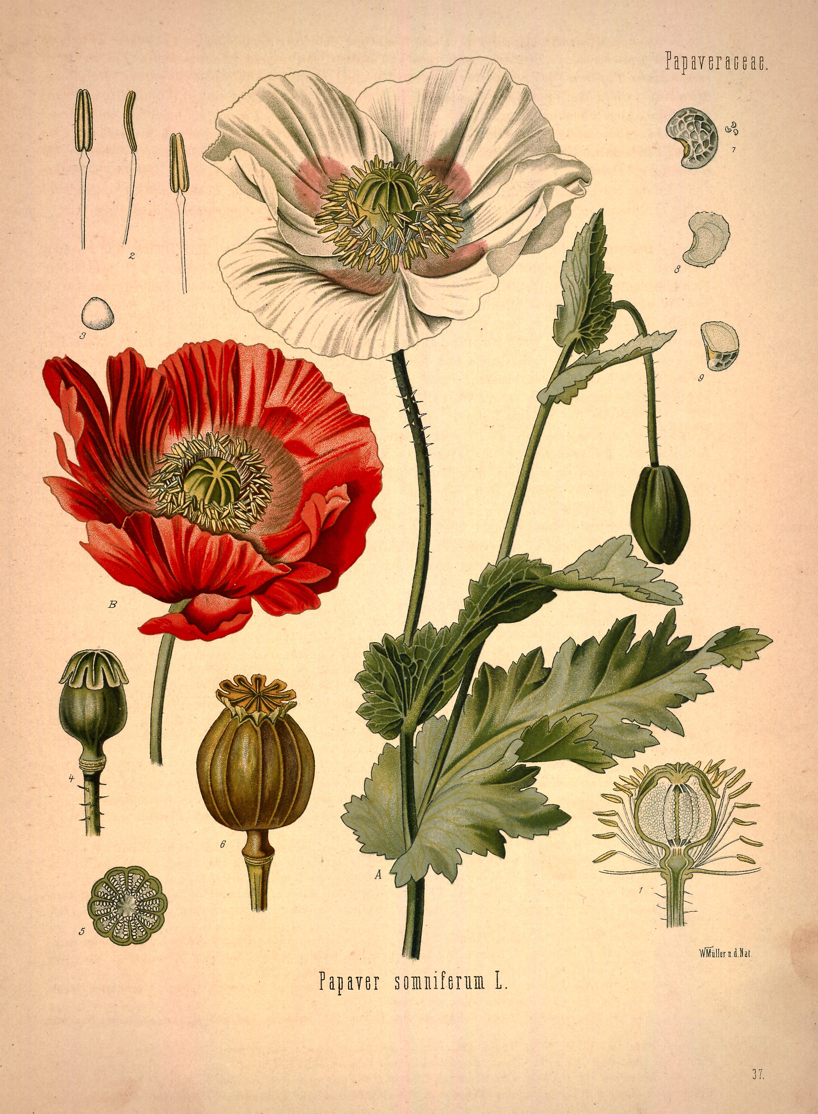 Botanical Illustration of Poppy plant