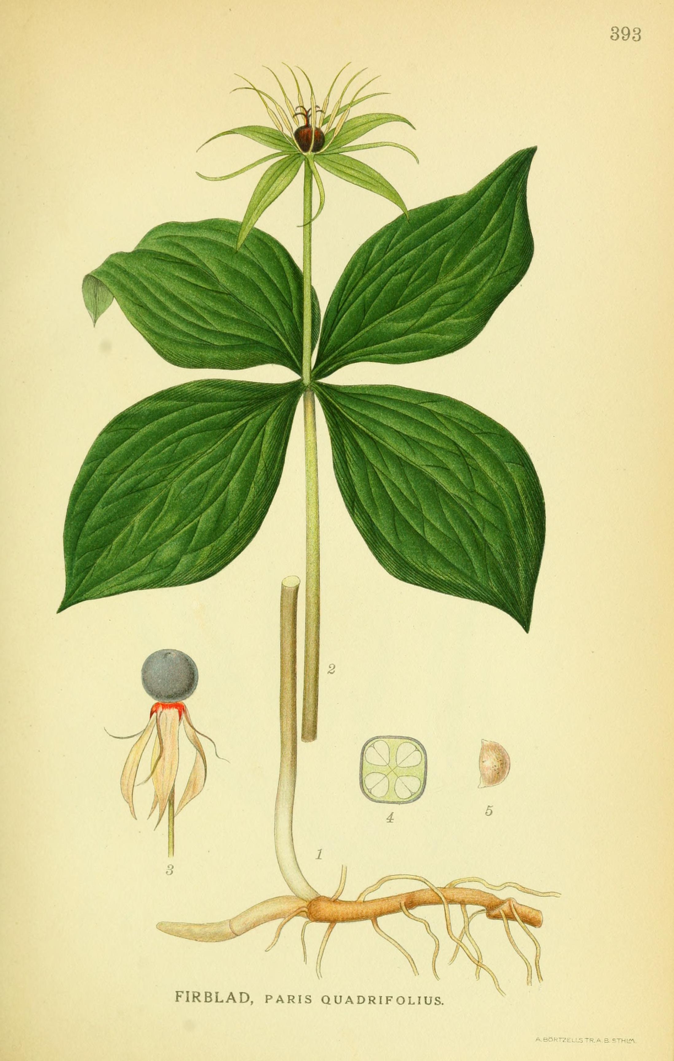 Botanical Illustration of Herb True-Love plant