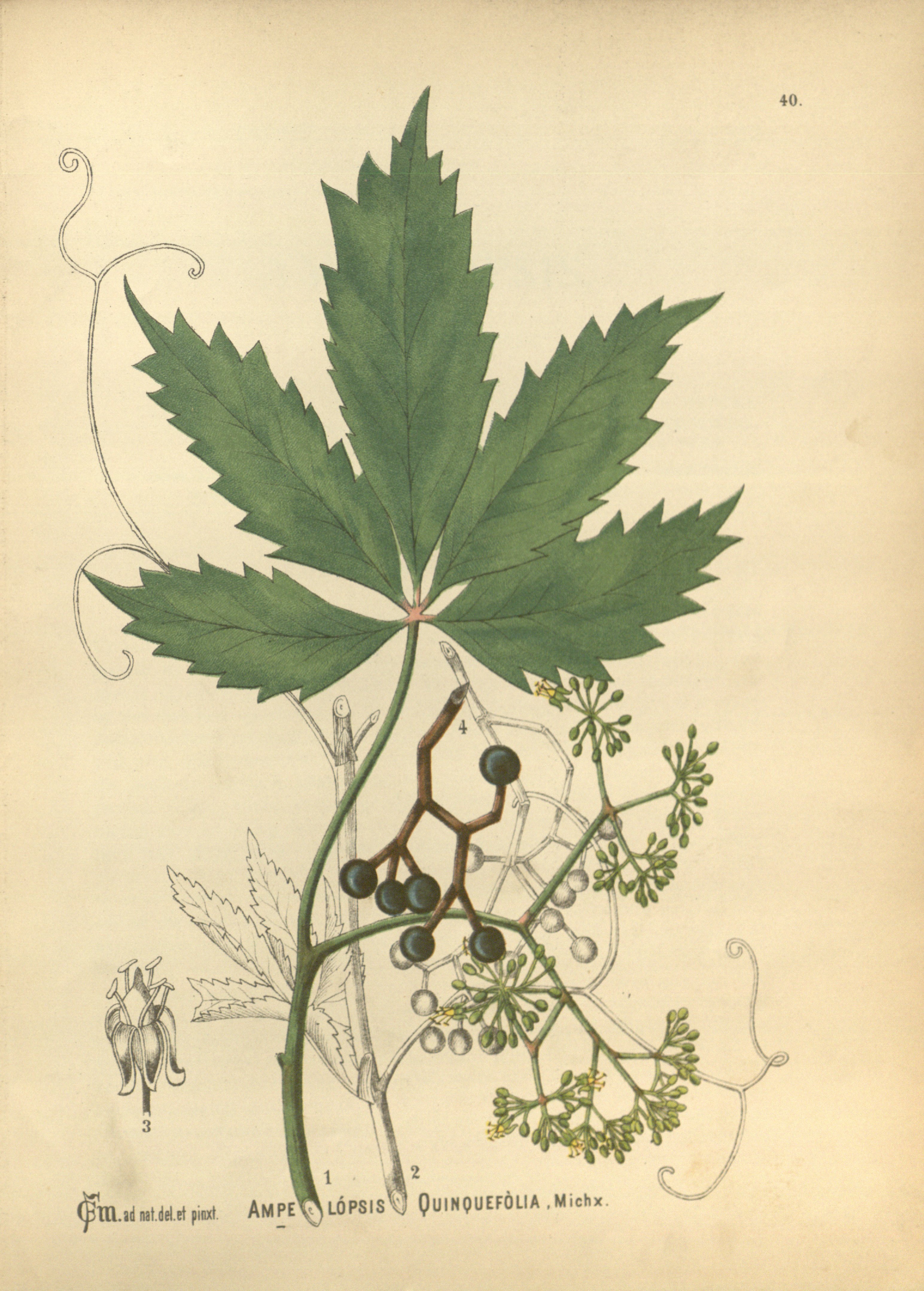 Botanical Illustration of Virginia Creeper plant