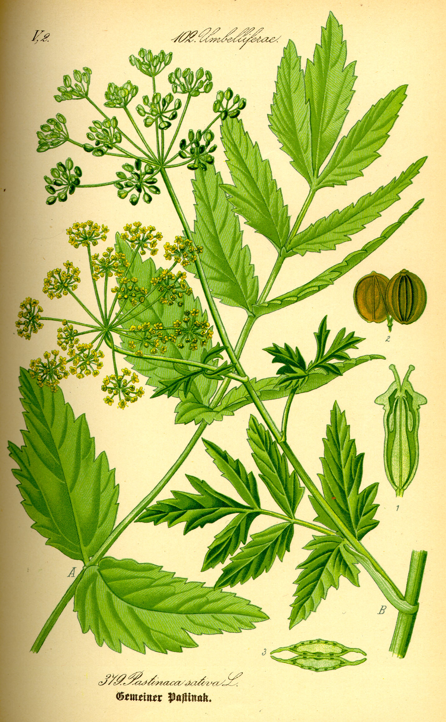 Botanical Illustration of Parsnip plant