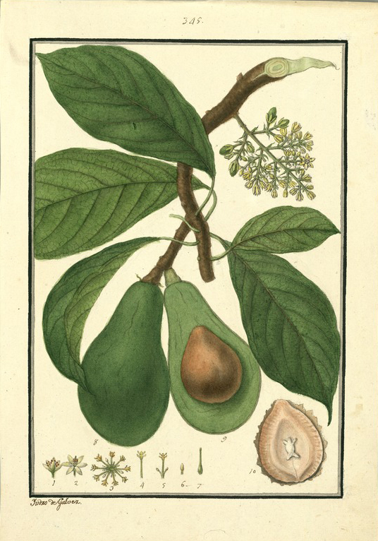 Botanical Illustration of Avocado plant