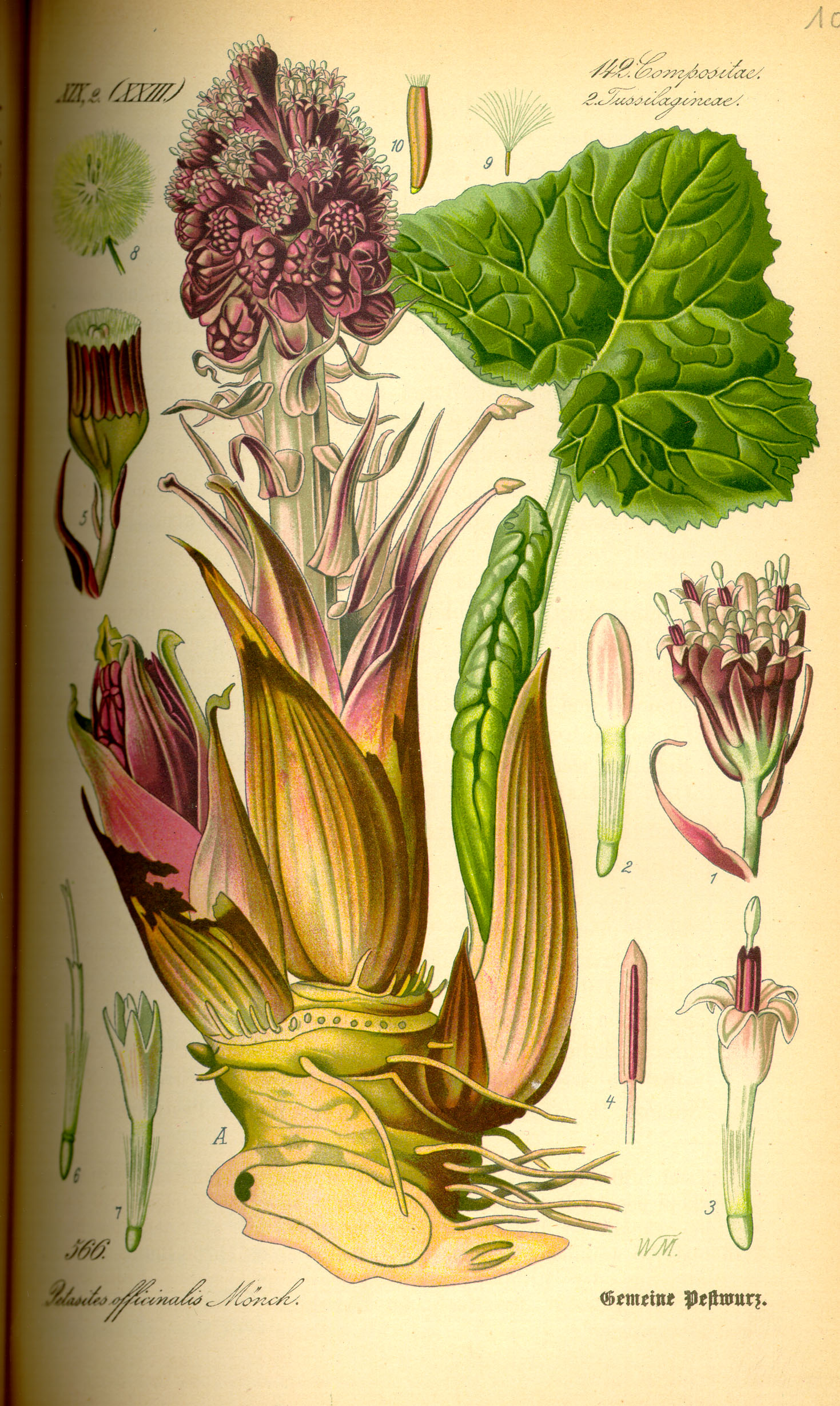 Botanical Illustration of Butterbur plant