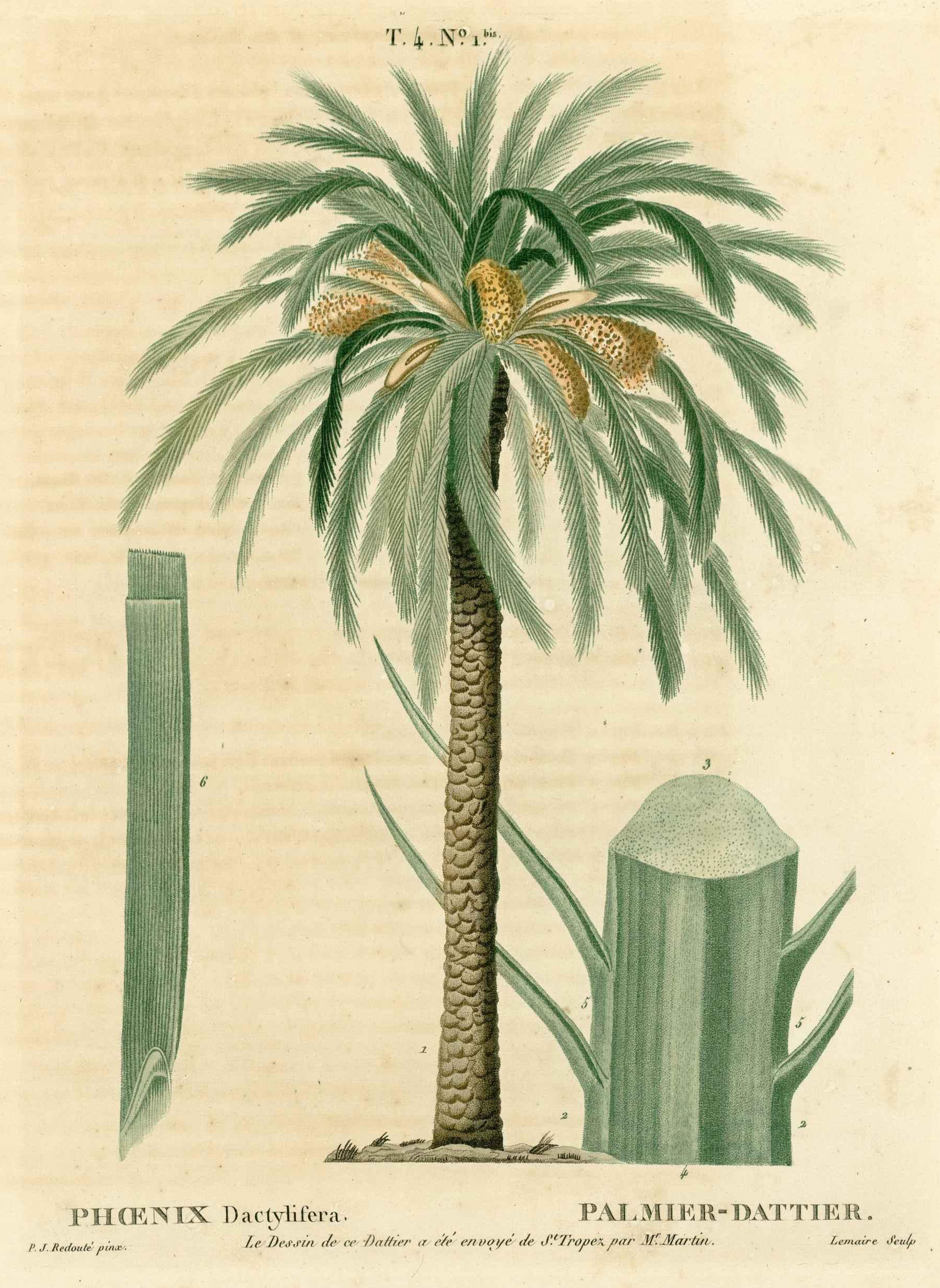 Botanical Illustration of Date Palm plant