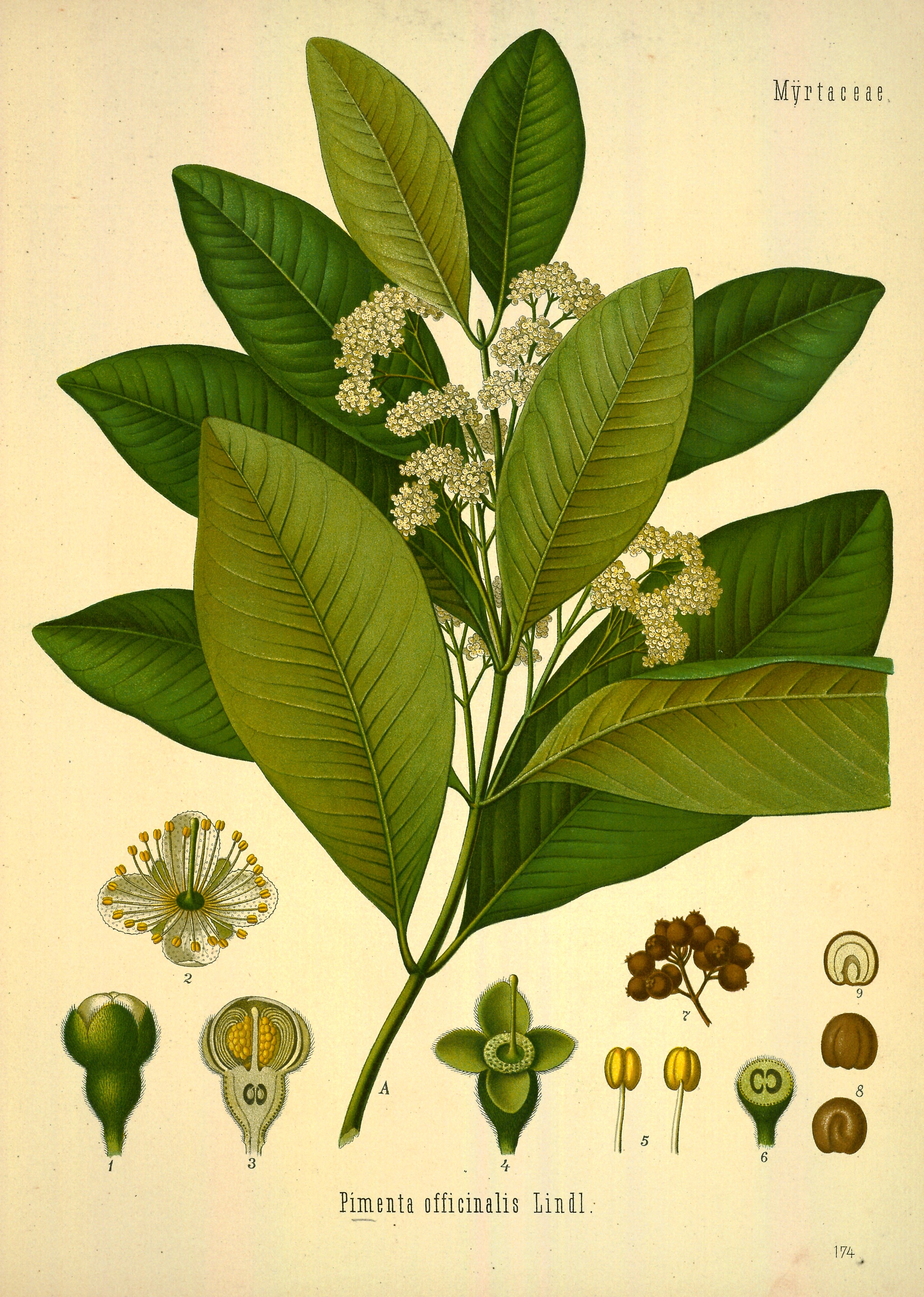 Botanical Illustration of Pimento plant